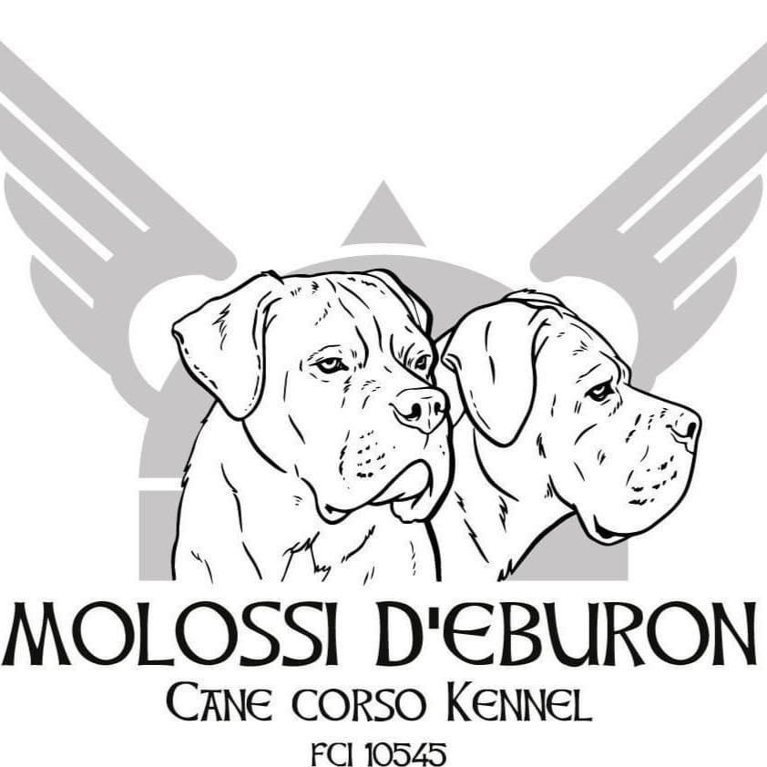 Molossi d'Eburon