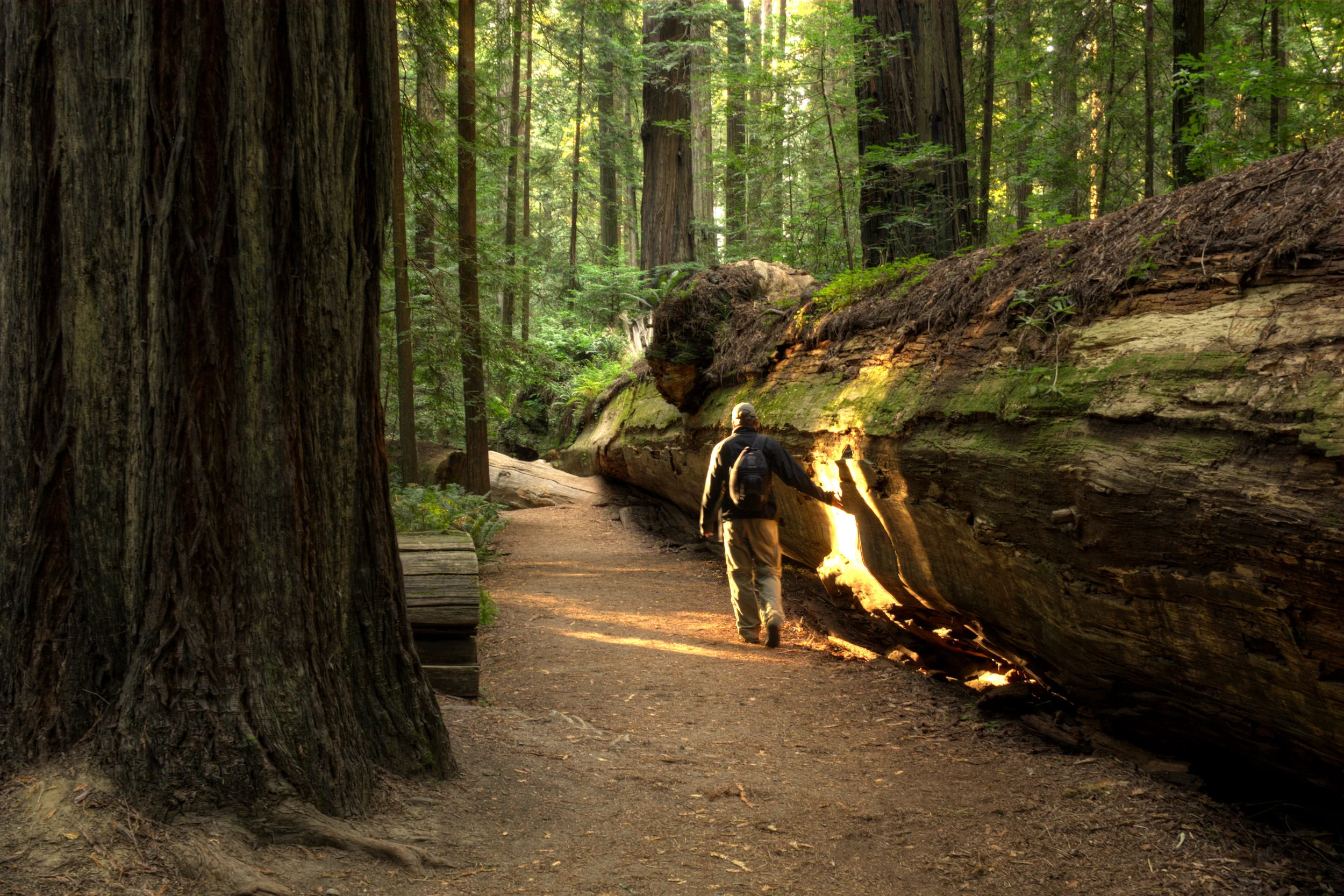 Trail of Giants