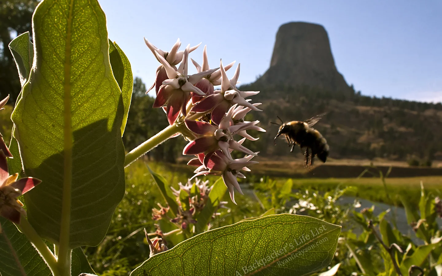 Bee-at-Devils-Tower_RyanGrayson(dot)com.jpg