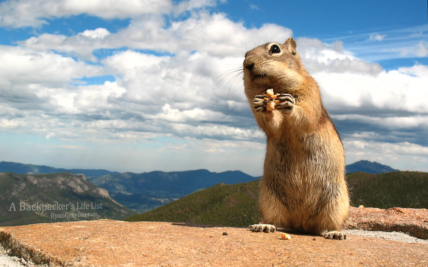 Chipmunk by Trail Ridge Road