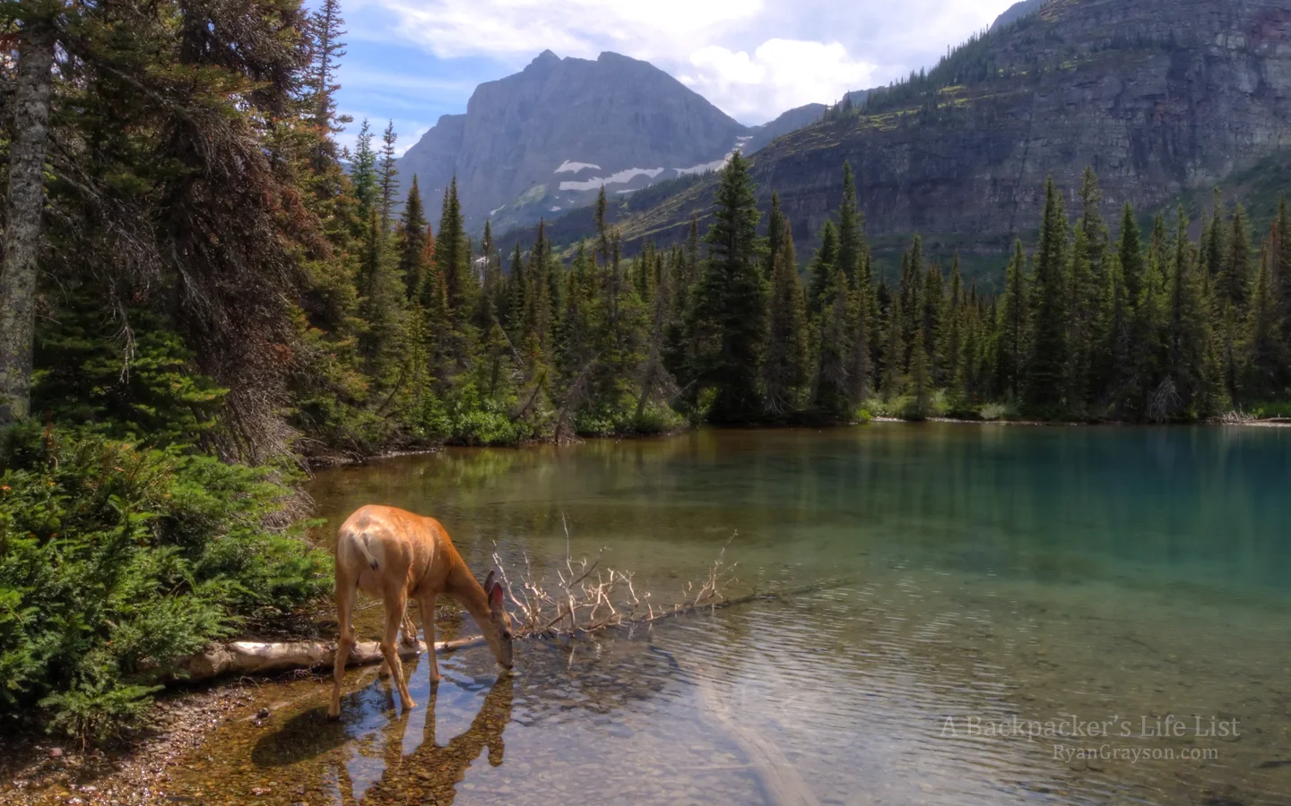 Deer at Mokowanis Lake