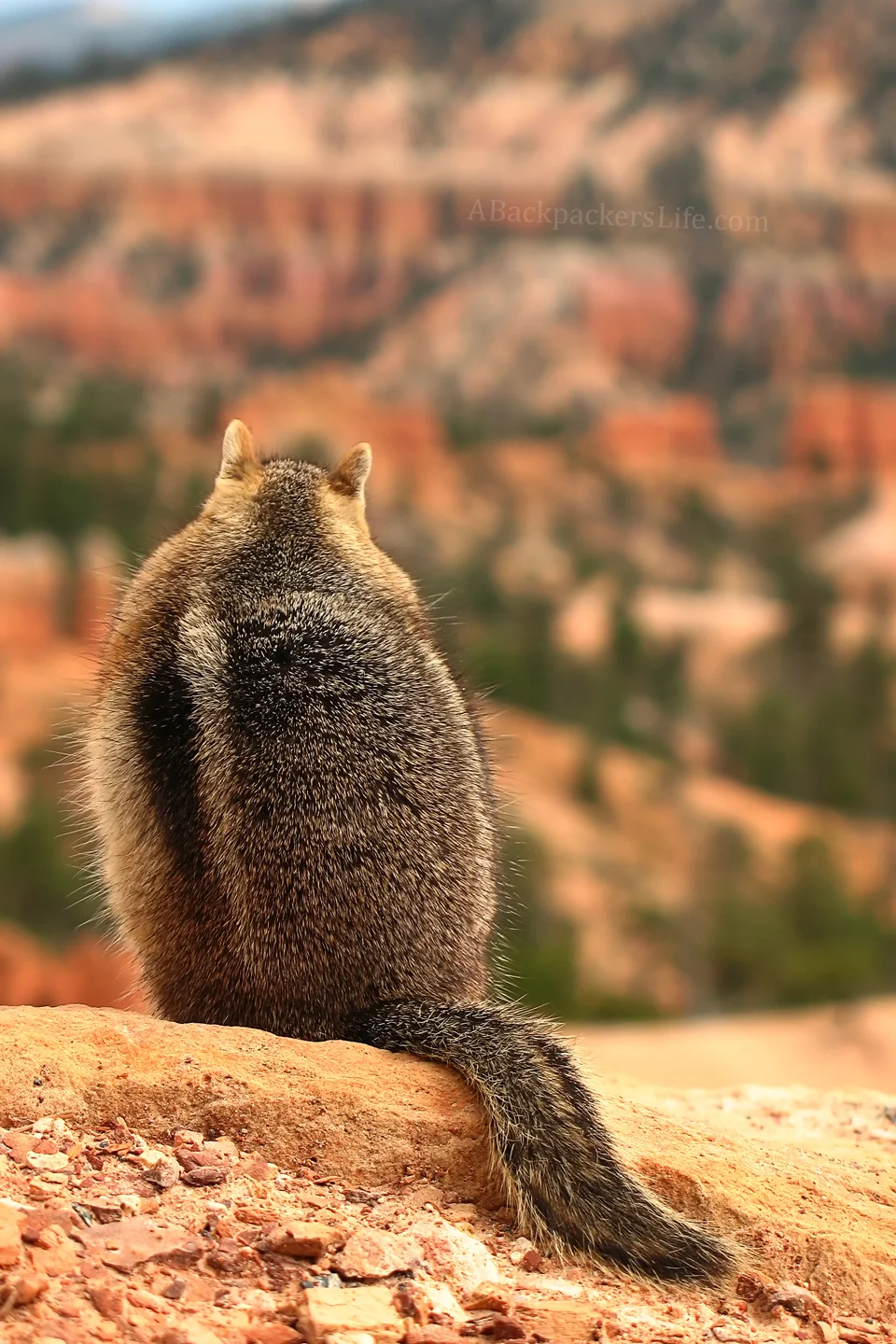 A Pondering Chipmunk at Bryce Canyon