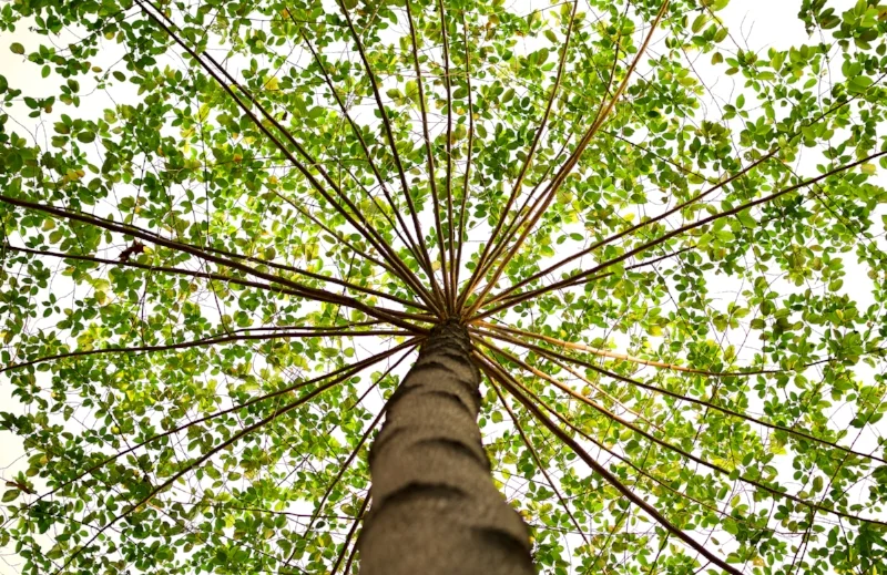 Tubishvat.jpg