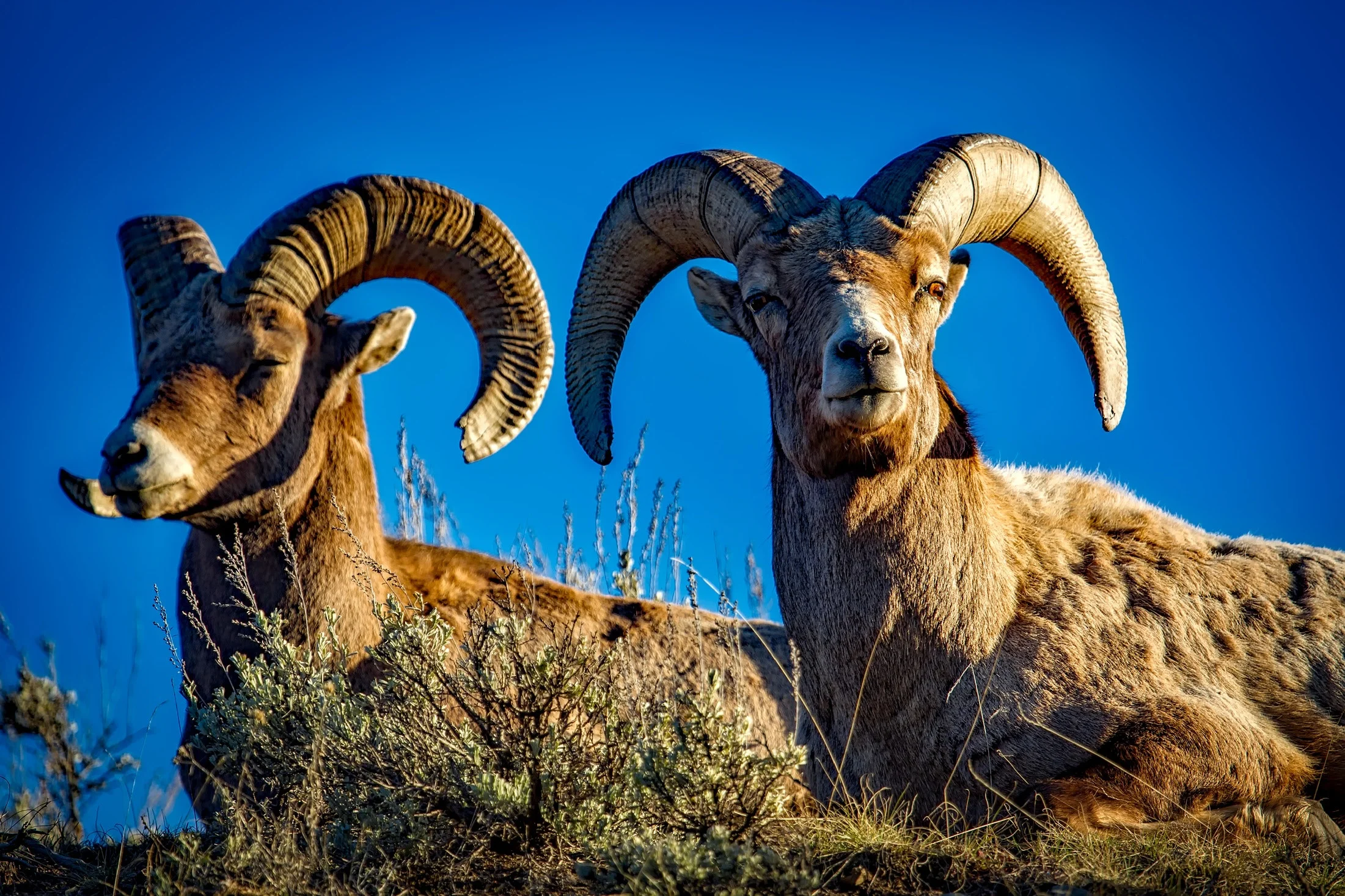 rams-close-up-daylight-208815.jpg