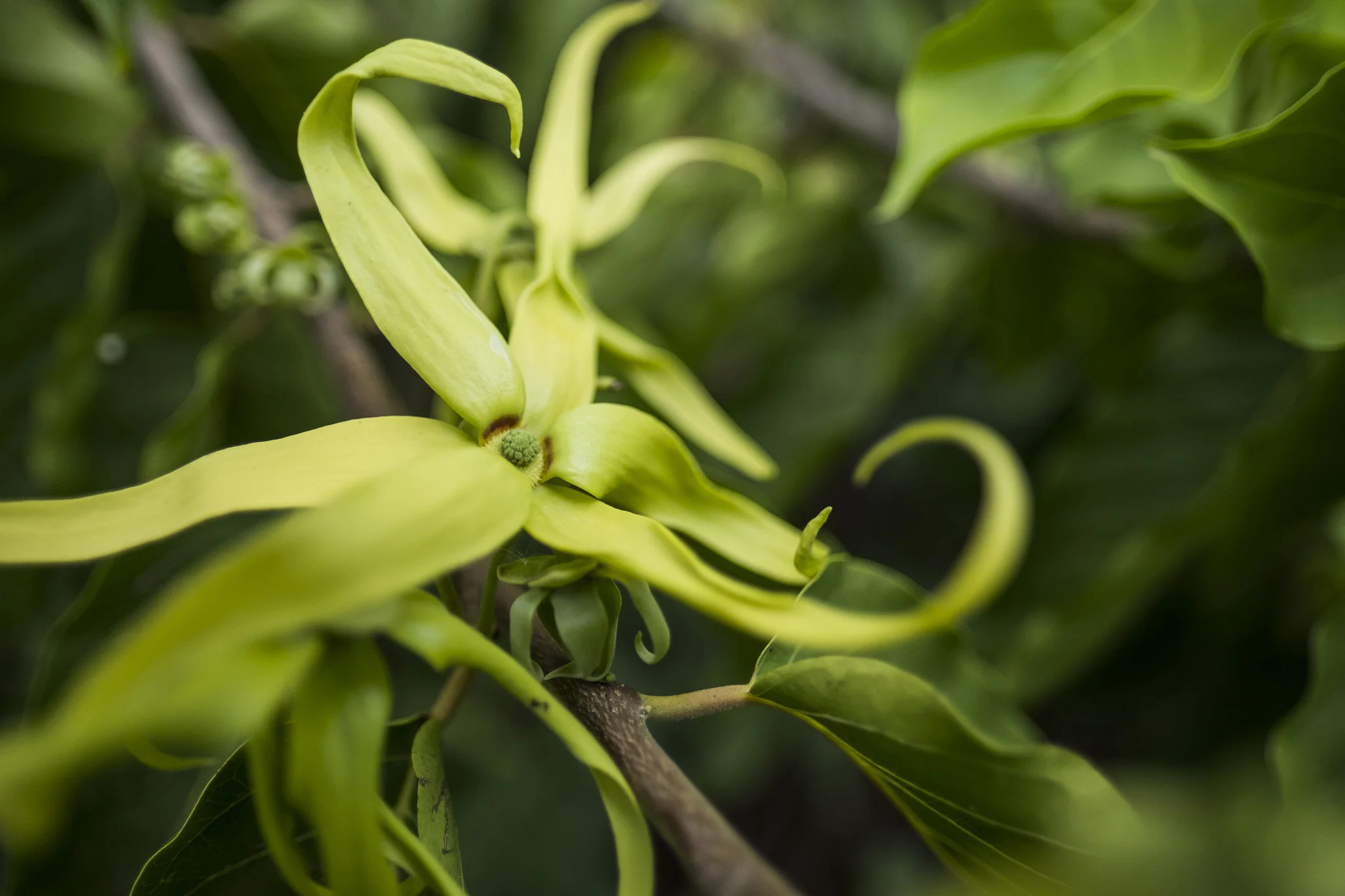 ylang ylang grown at guayaquil farm in ecuador