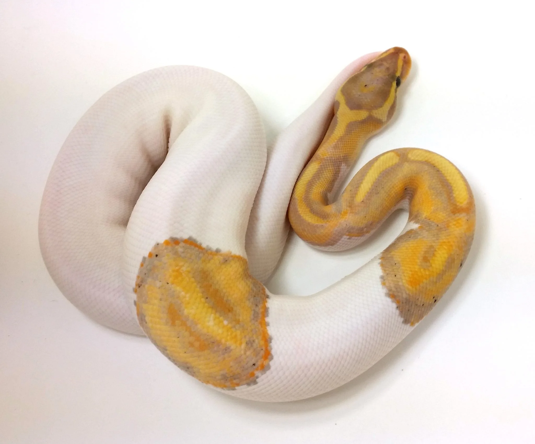Coral Glow Pied