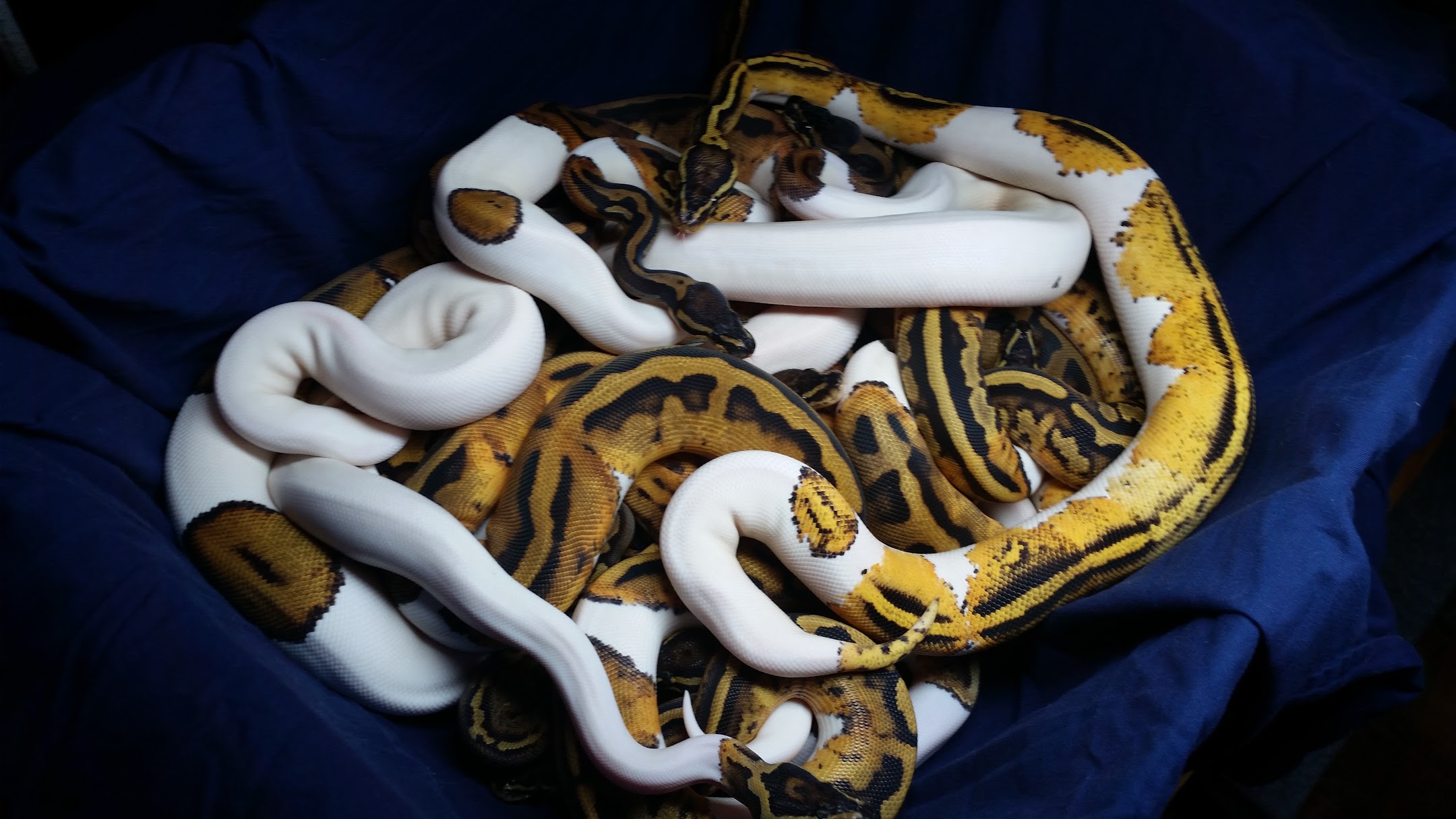 Pile of Pieds!