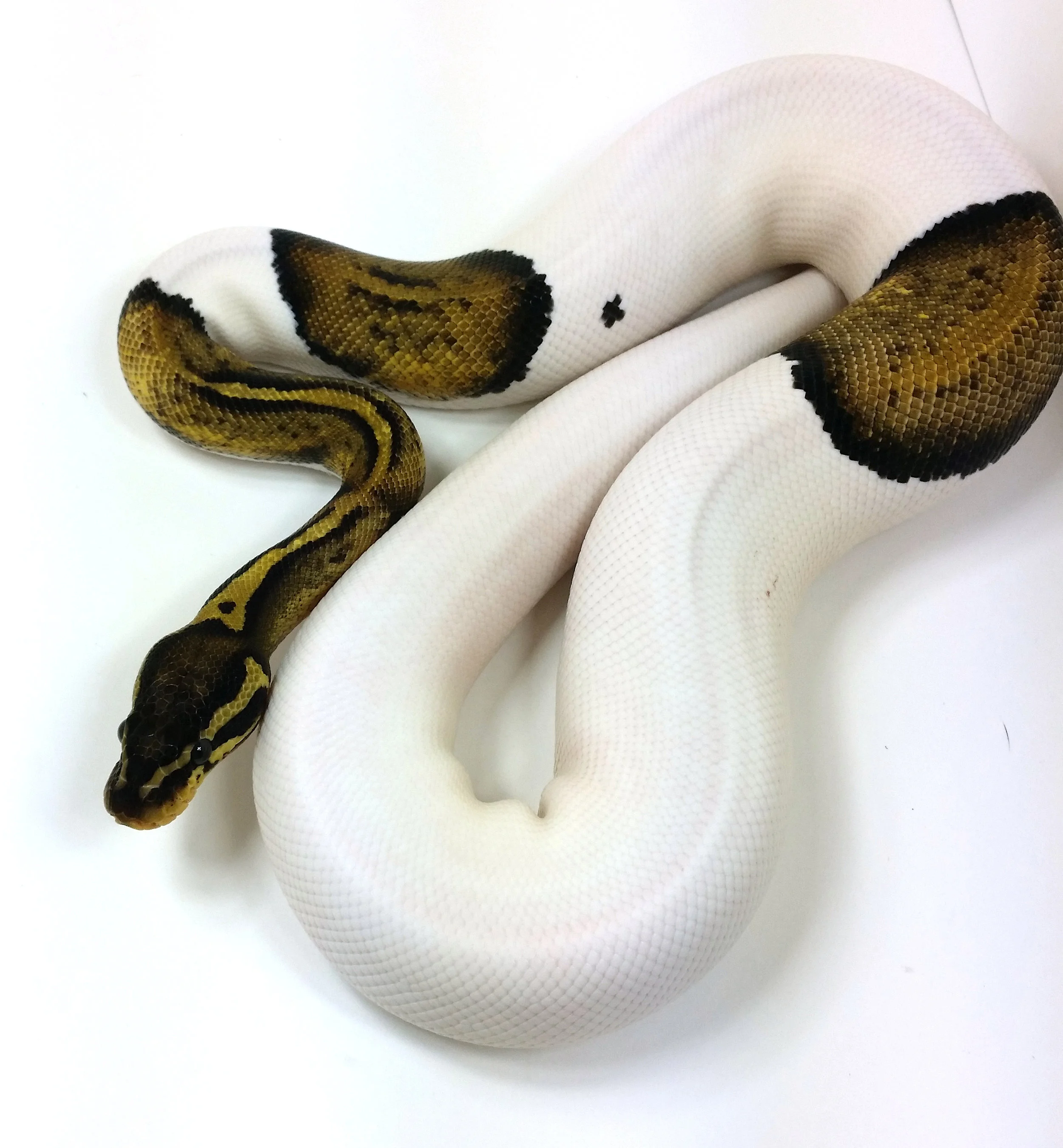 Pastel Pied