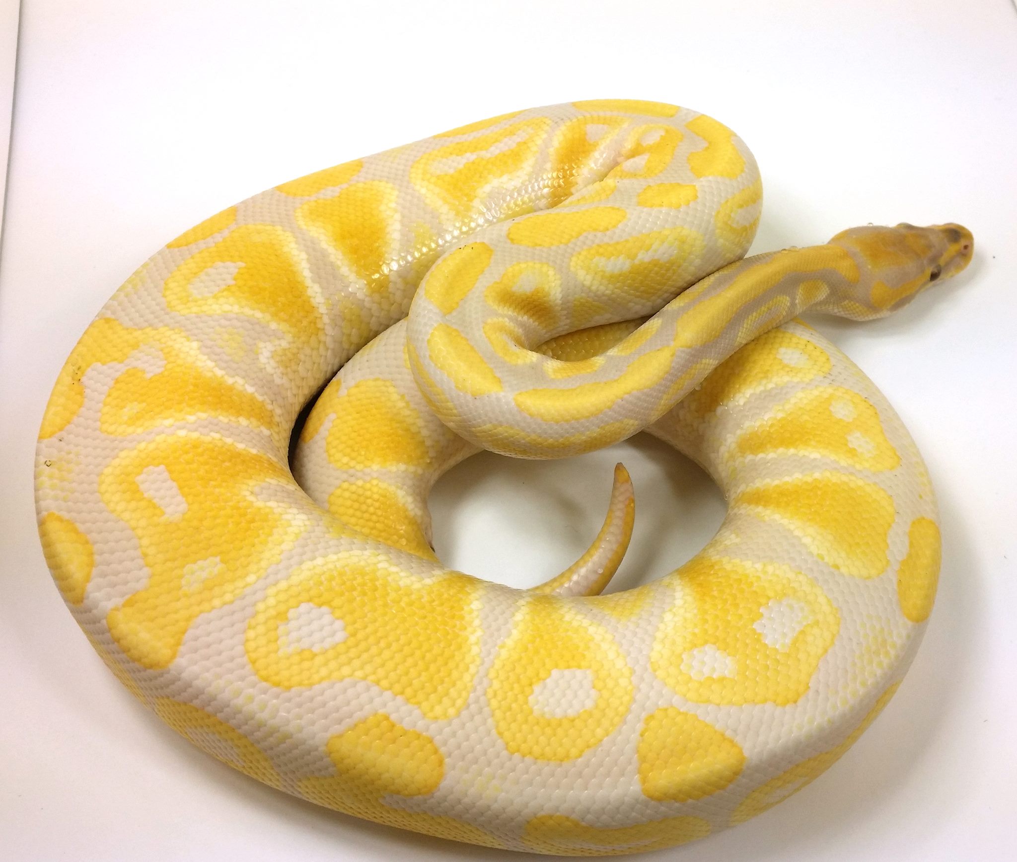 Lavender Albino