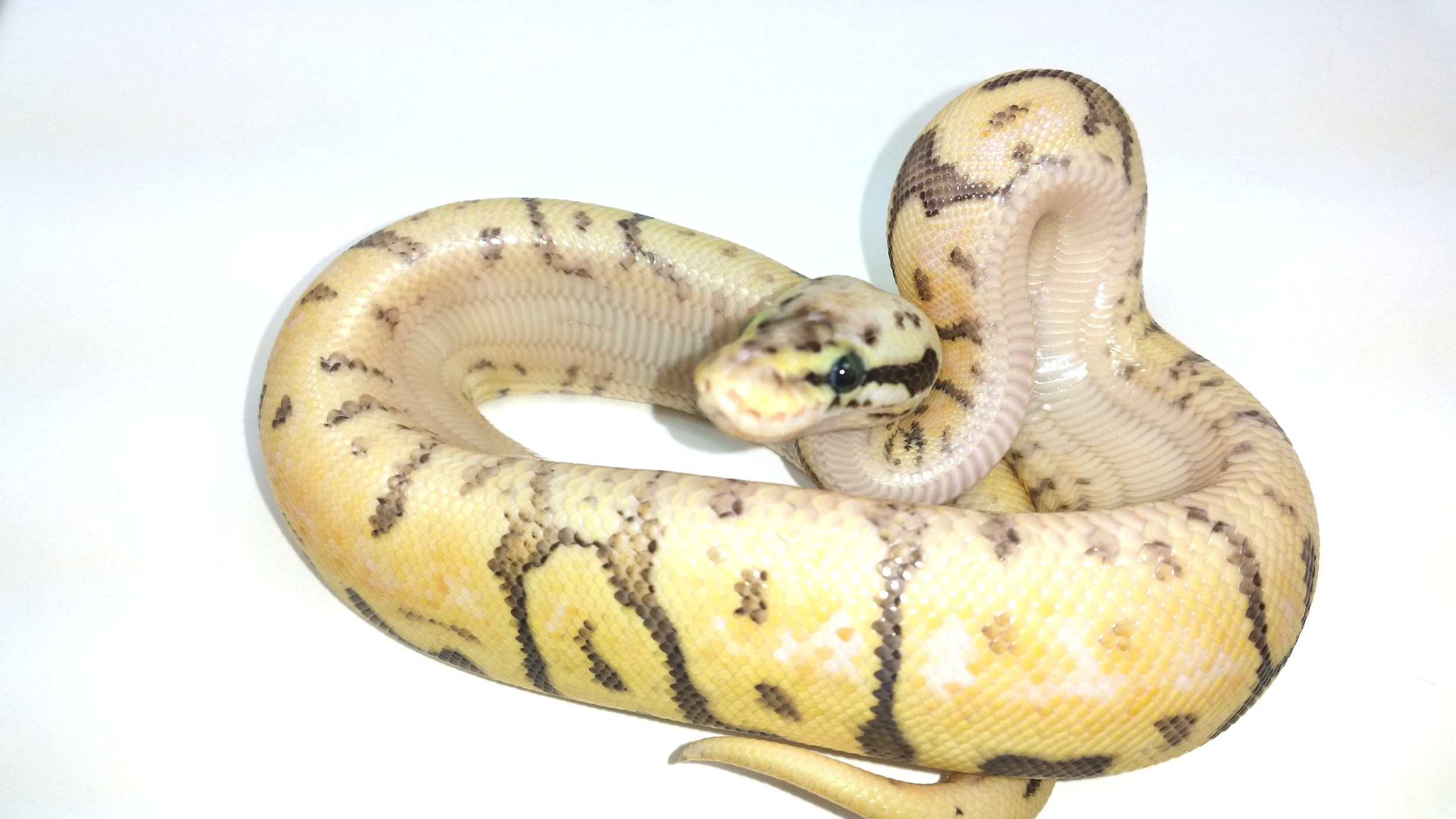 Killer Bumblebelly het Pied