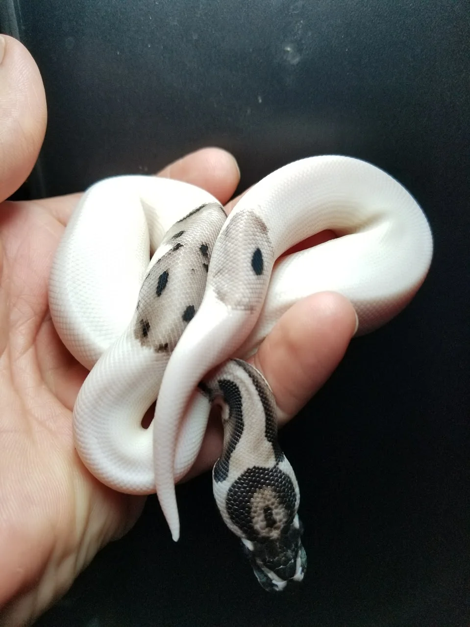 Super Orange Dream Axanthic Pied