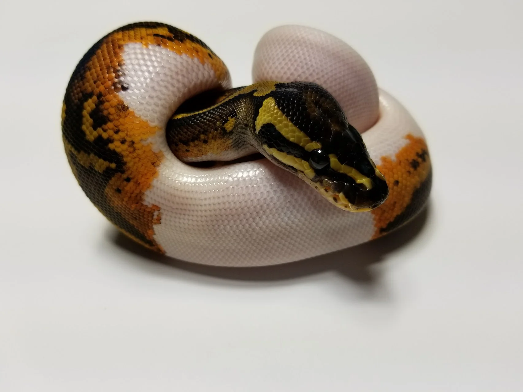 Pumpkin Pied