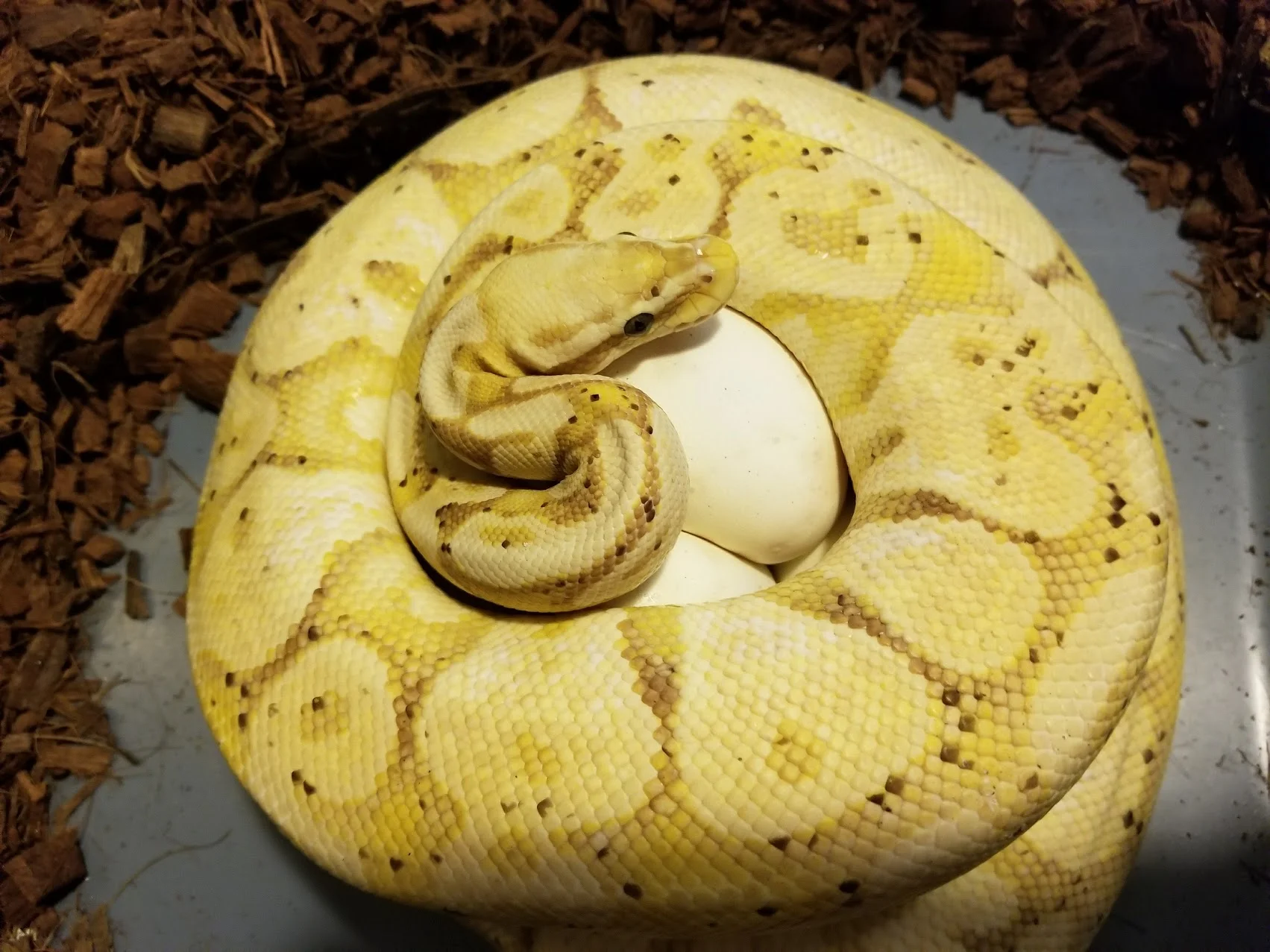Banana Pastel on Eggs!