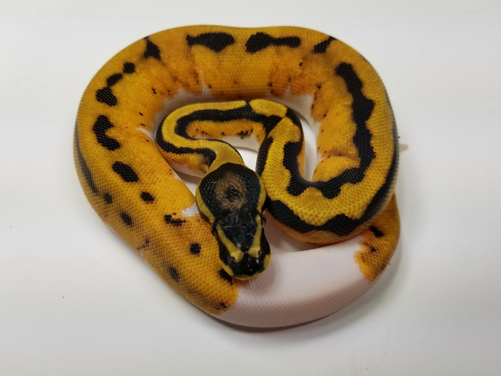 Orange Dream Pied
