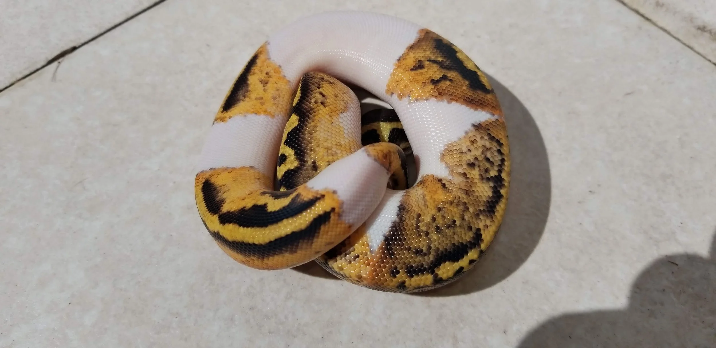 Yelowbelly Pastel GeneX Pied