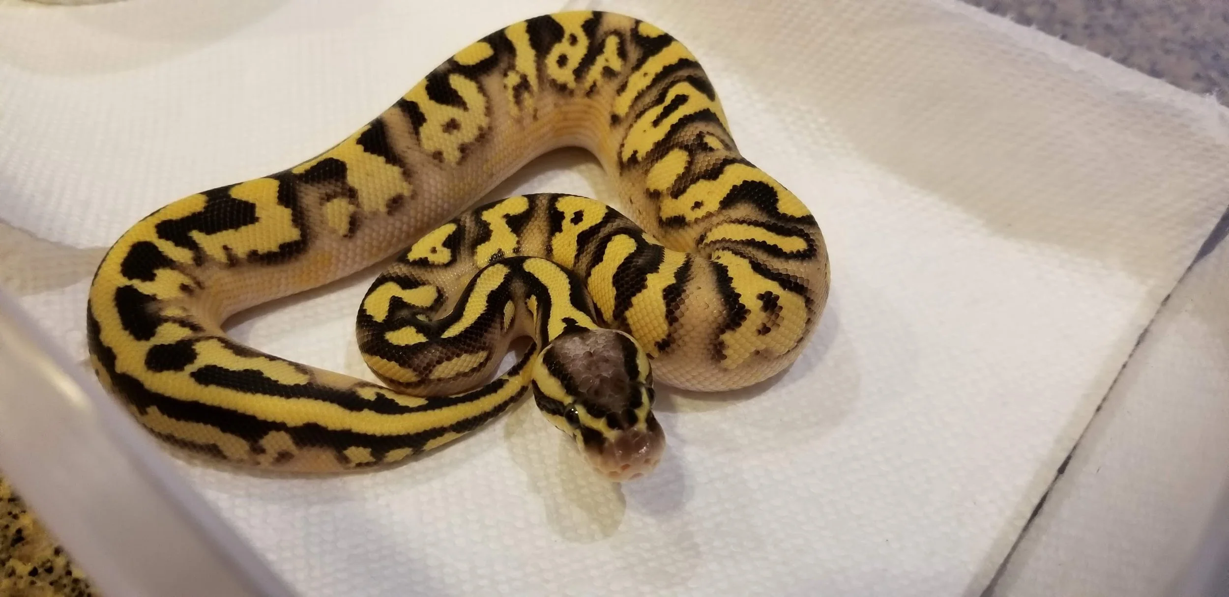 Orange Dream, Fire, Yellow Belly, Pastel