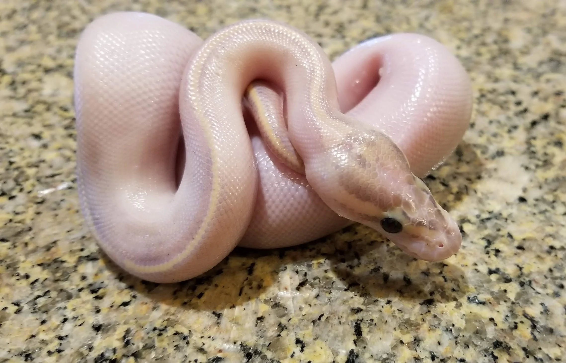 Ivory het Pied