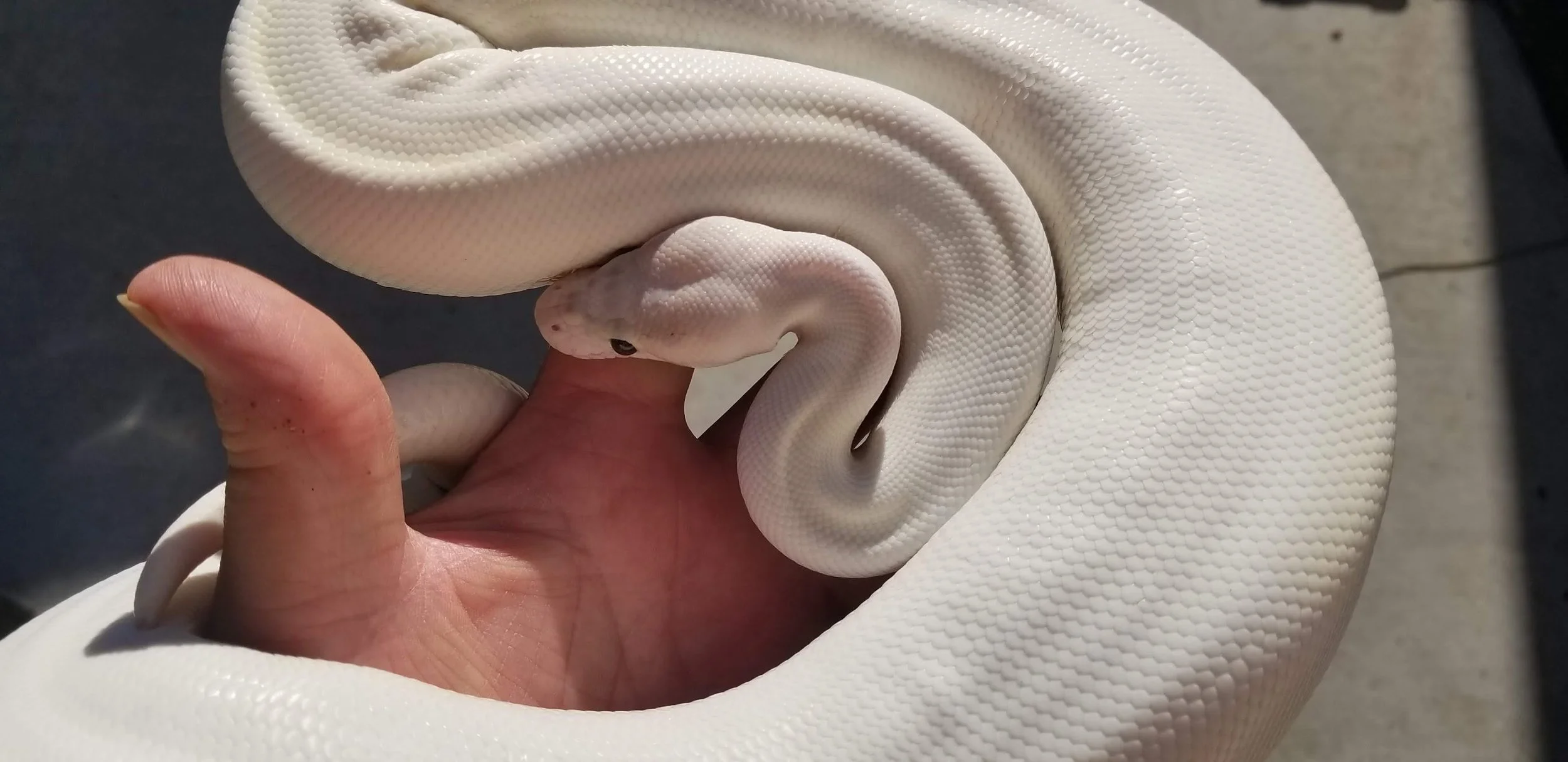 Ivory Pied