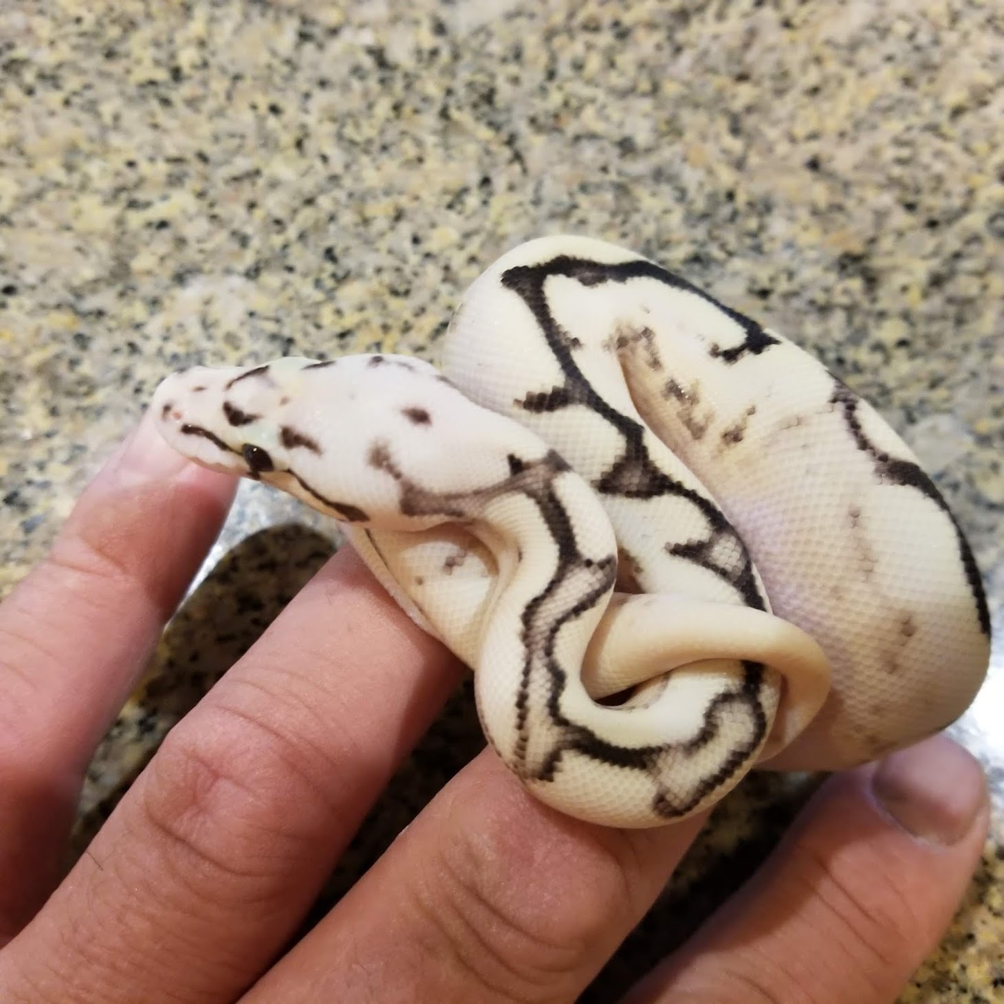 Orange Dream, Fire, Pastel, Yellow Belly, Spider het Pied