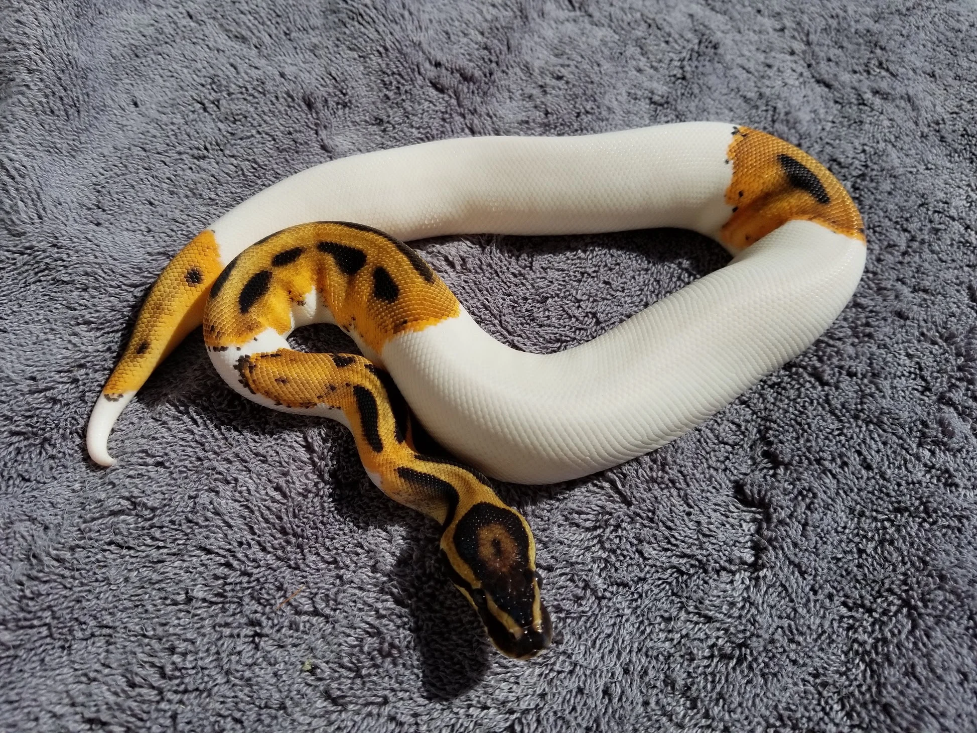 Orange Dream Pied