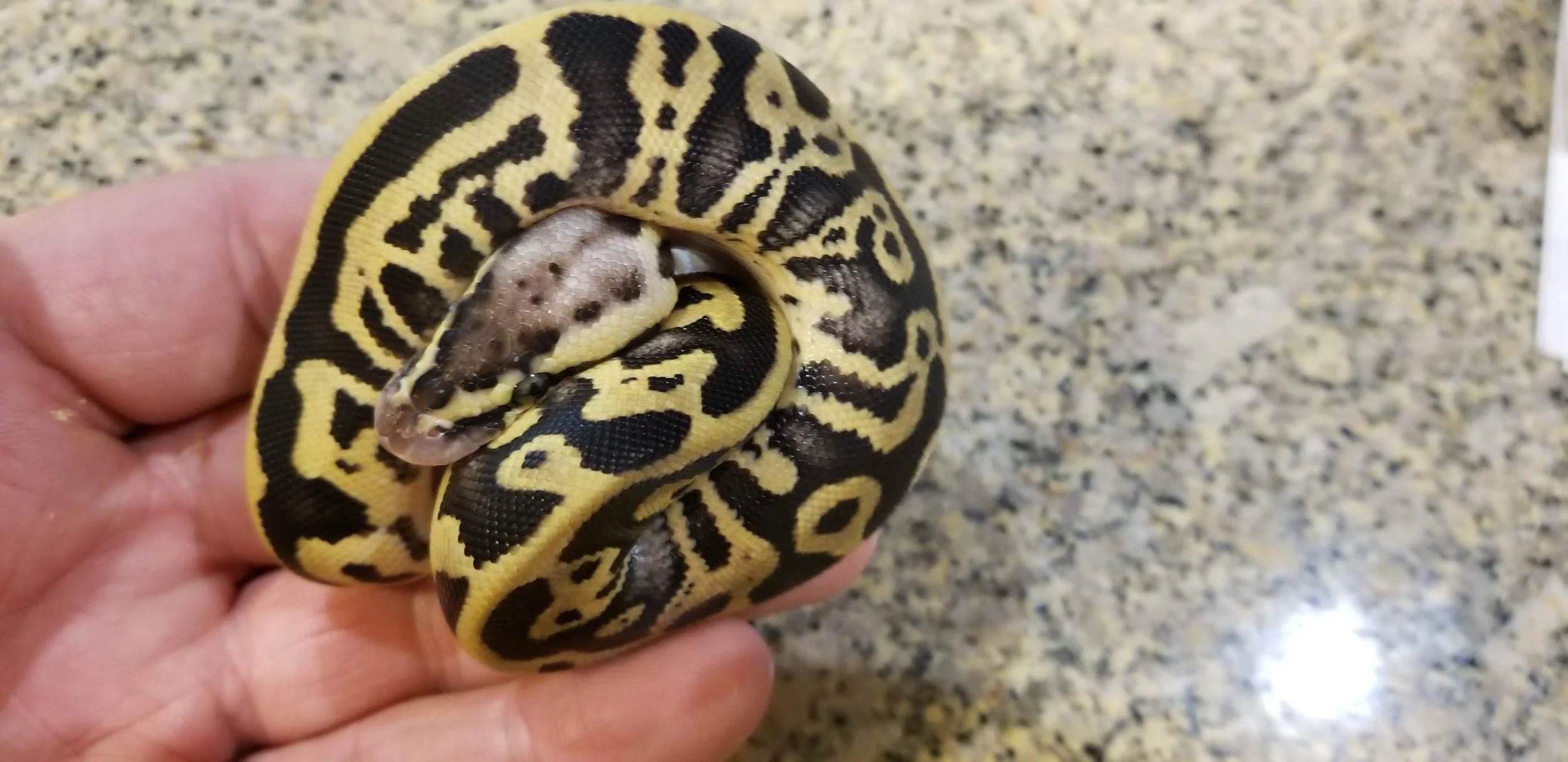 Leopard Pastel het Clown! Exceptional!