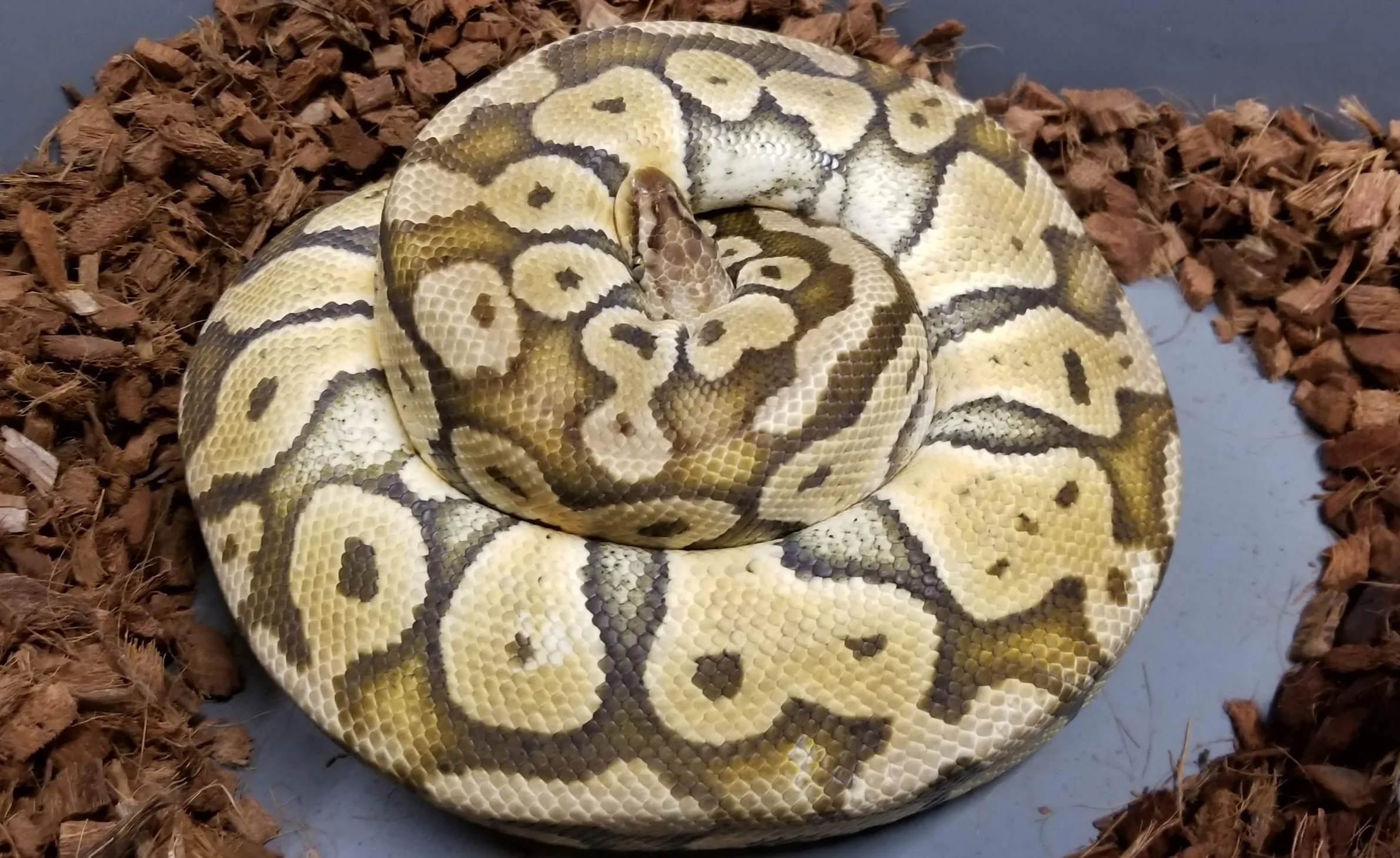 Super PAstel het Clown on eggs!