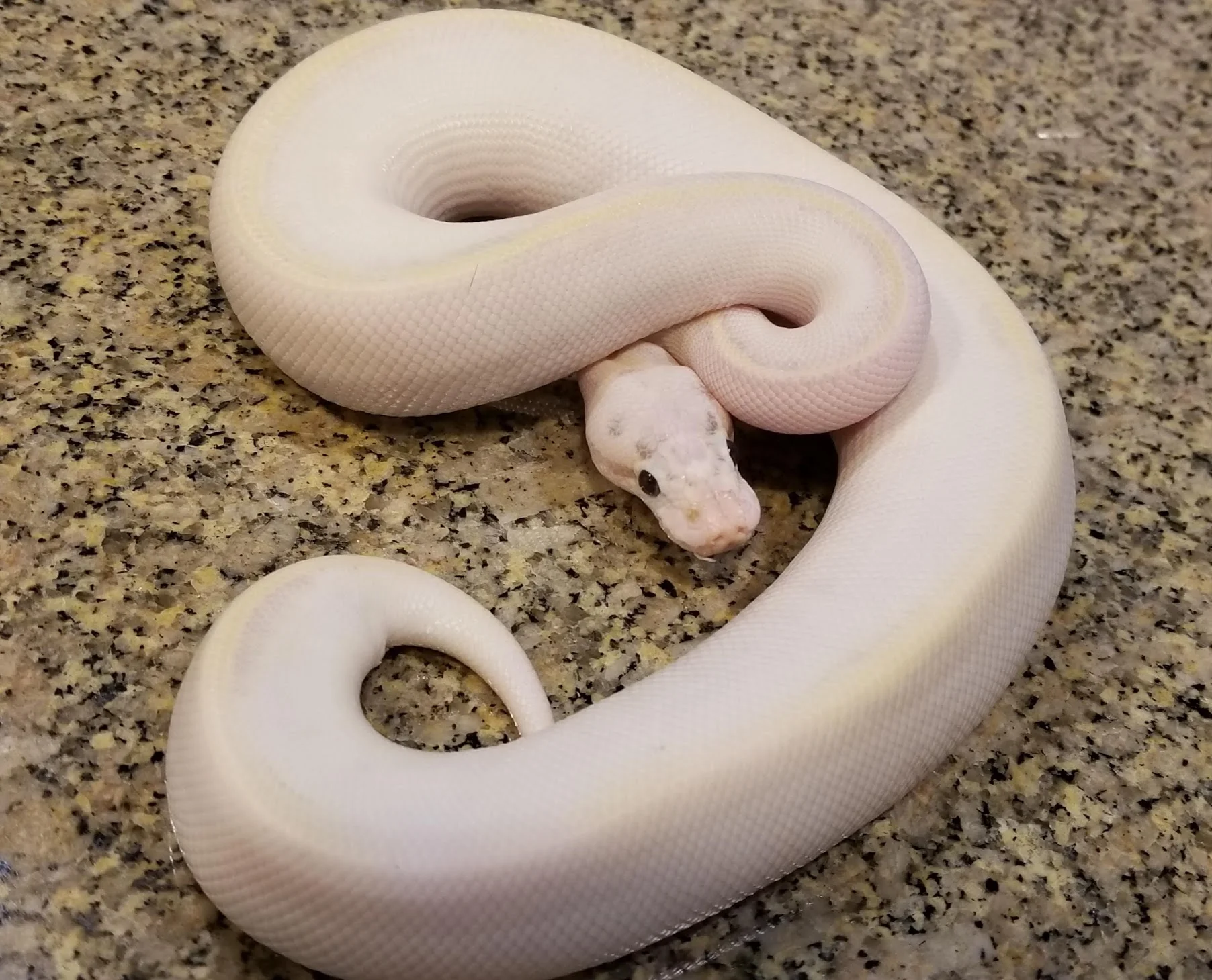 Calico Pastel Ivory het Pied
