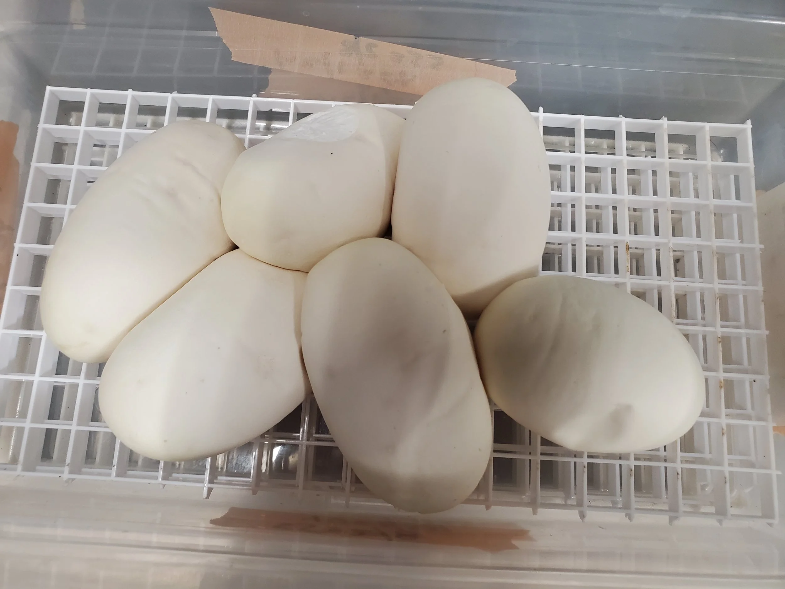 Clutch #40! Pied by Calico Weirdness! — Rich McColl's Serpents