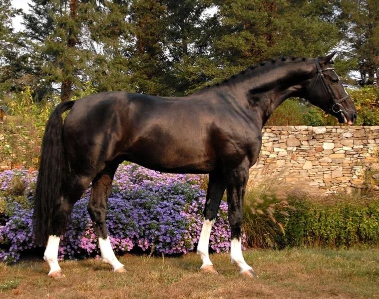 Starr Vaughn Fall Dressage
