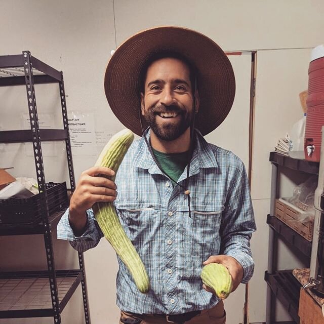 In the midst of creating a bunch of art the last month I&rsquo;ve also been volunteering on a farm shout-out to @orchard911. Featured in this photo are some massive Armenian Cucumbers 🥒 which I personally prefer to other cucumbers. But contrary to w