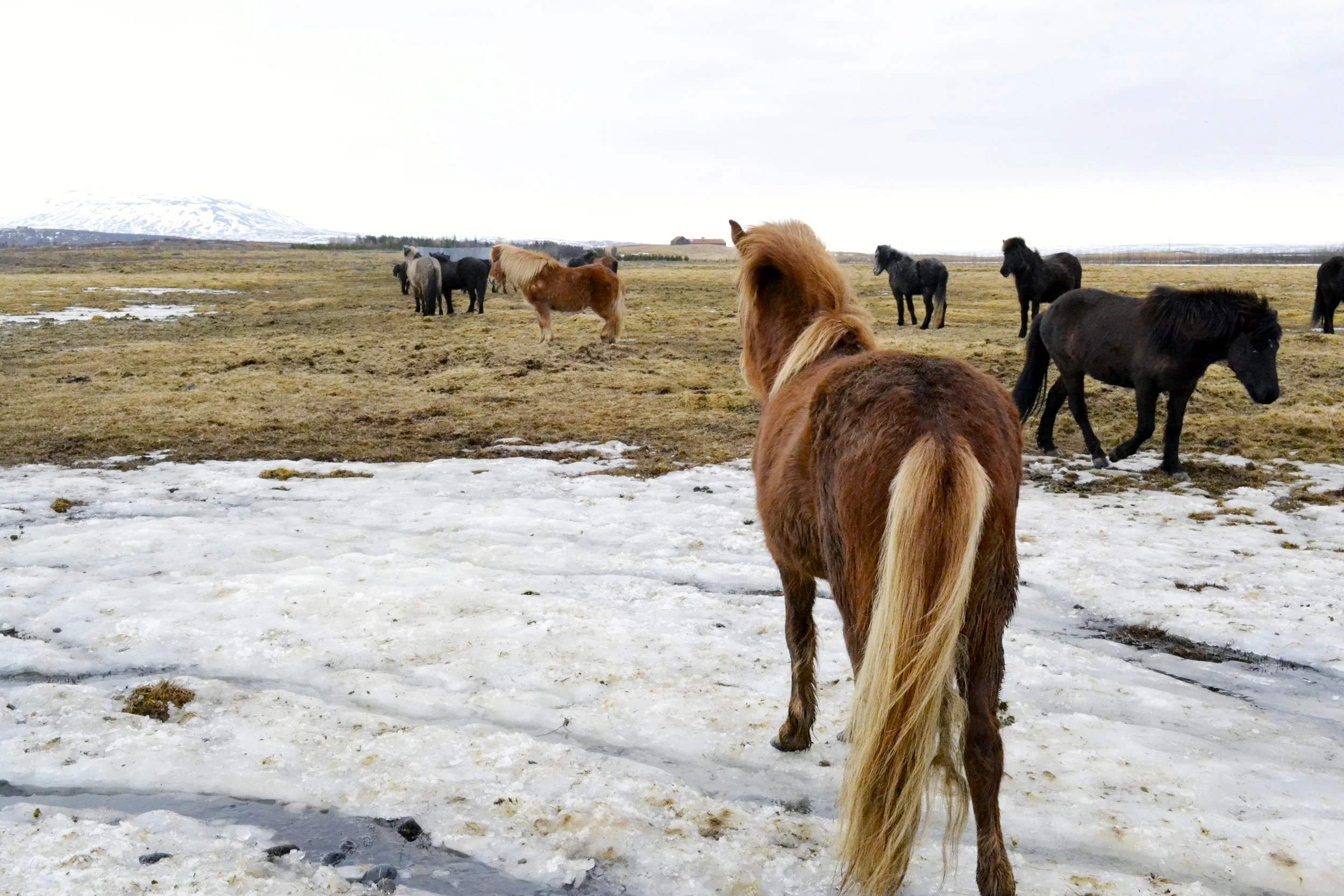 Iceland Travel Guide