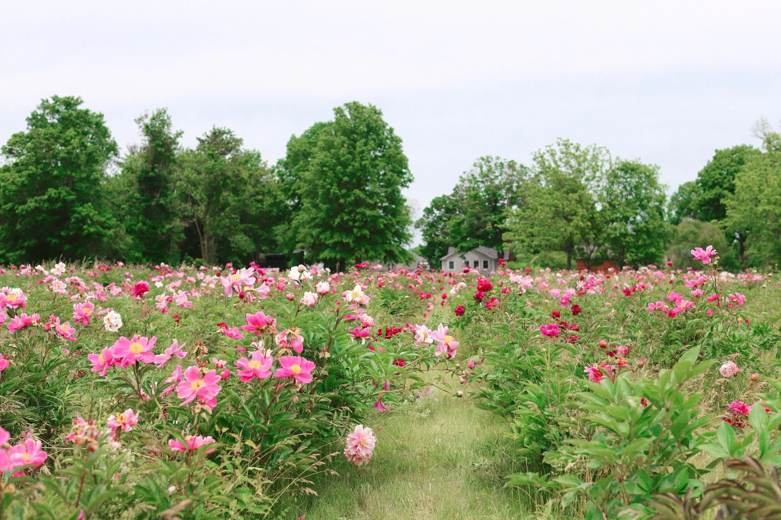 Pandemic Hobbies: Garden Collecting