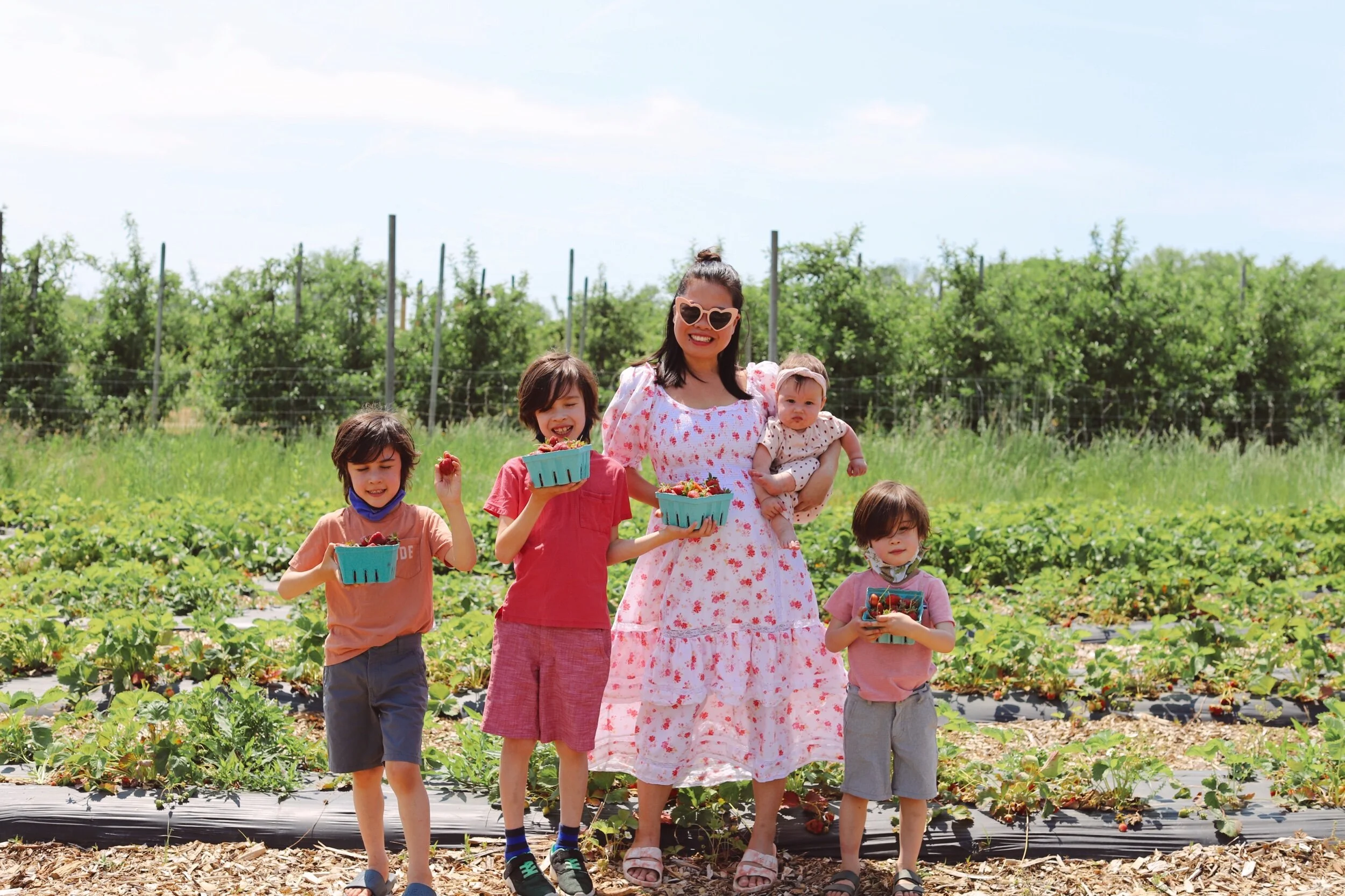 Strawberry Season: The First Lap of Summer