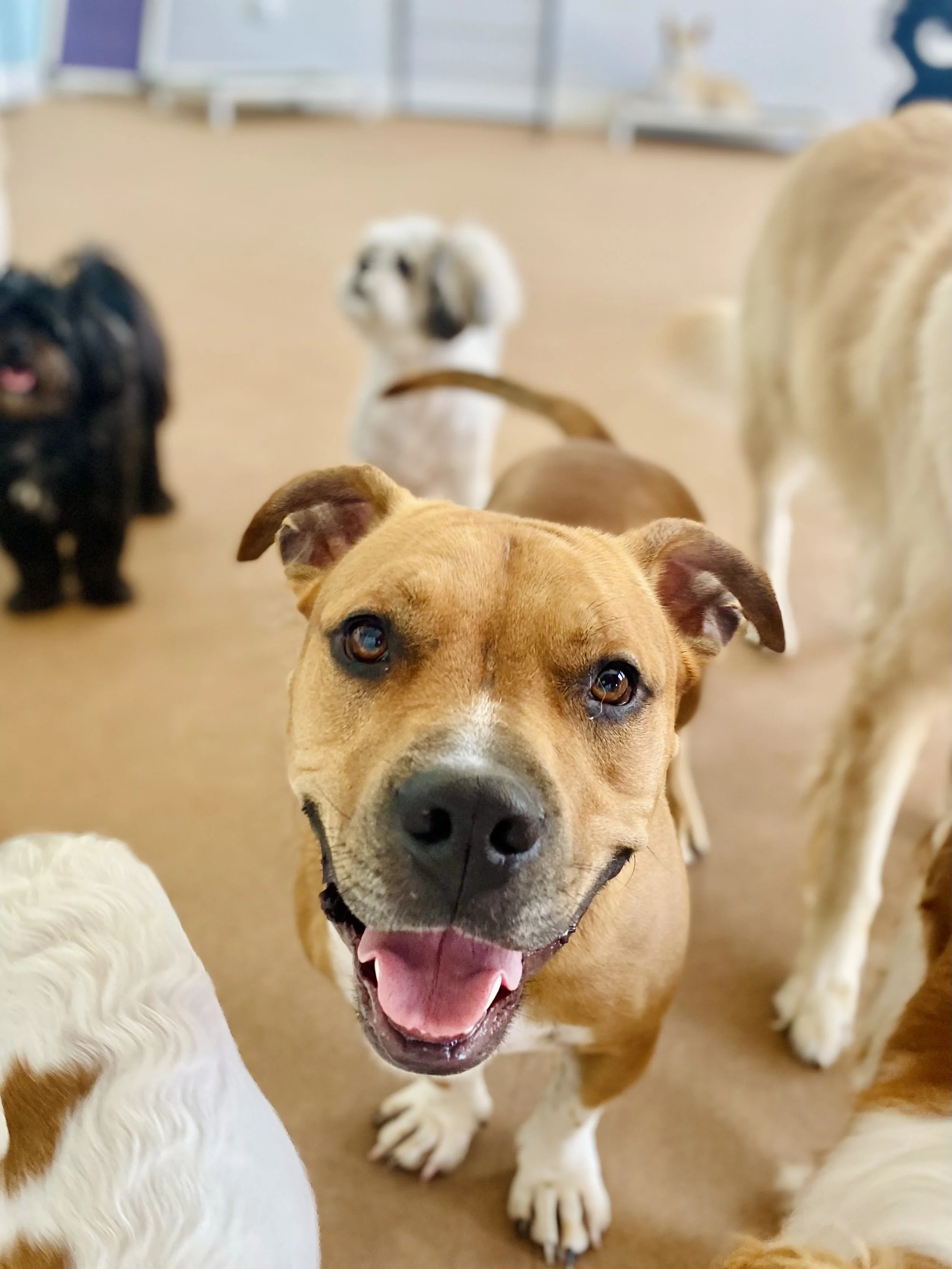 Hours of Operation — Essential Paws