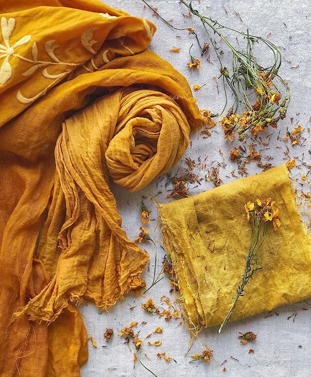 🌼yesterday&rsquo;s marigold dye results after having a moment to dry, still just as vibrant!✨I posted a mini tutorial in my stories while dyeing with these medicinal &amp; historic plants - the garments still have an aroma that is so sweet, like ric