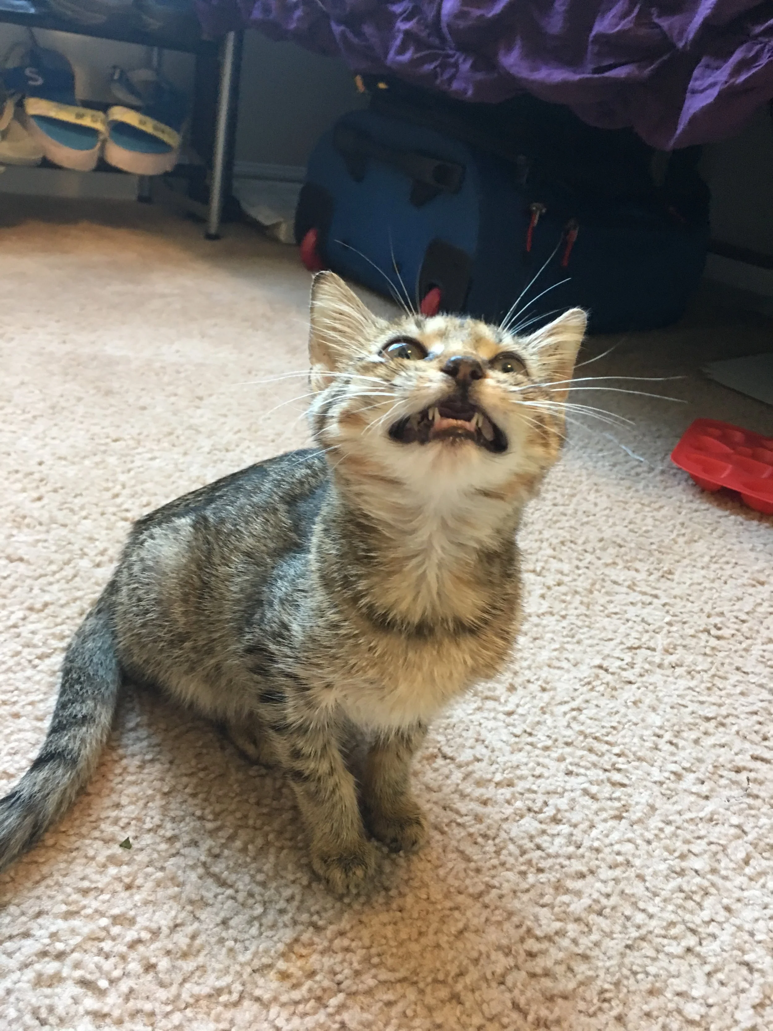 A Piece of Home: Fostering Animals in the Burlington Community