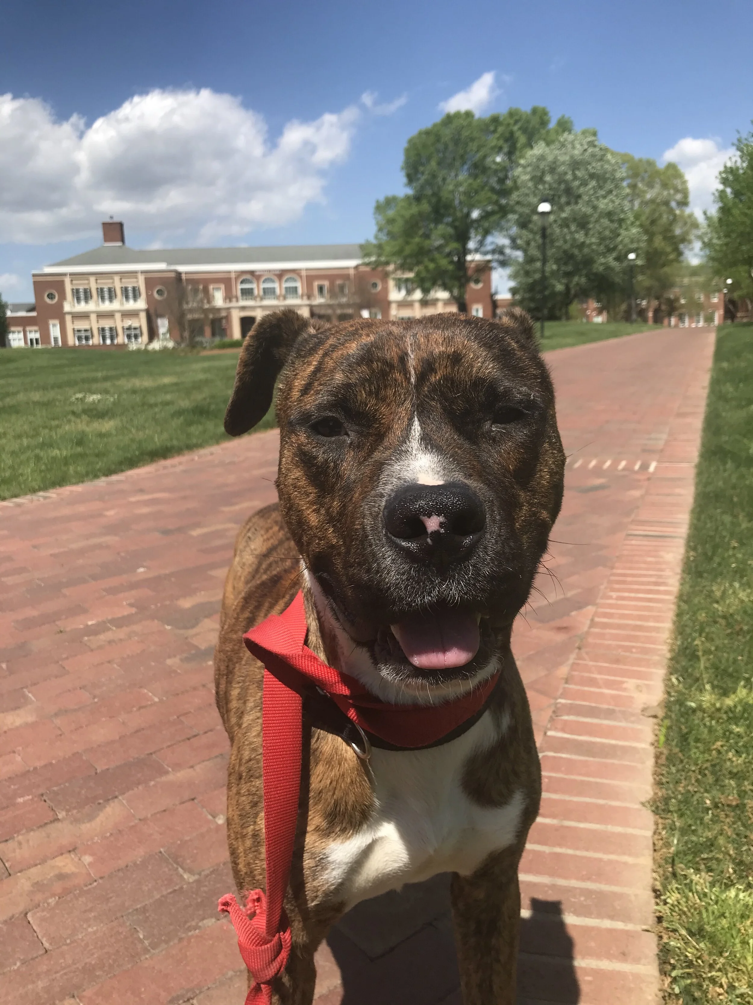 Making Quarantine Cuter: Elon Students Foster Dogs