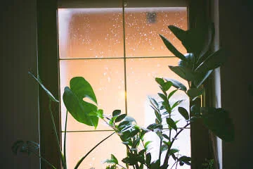 Can Houseplants Really Help Your Mental Health?