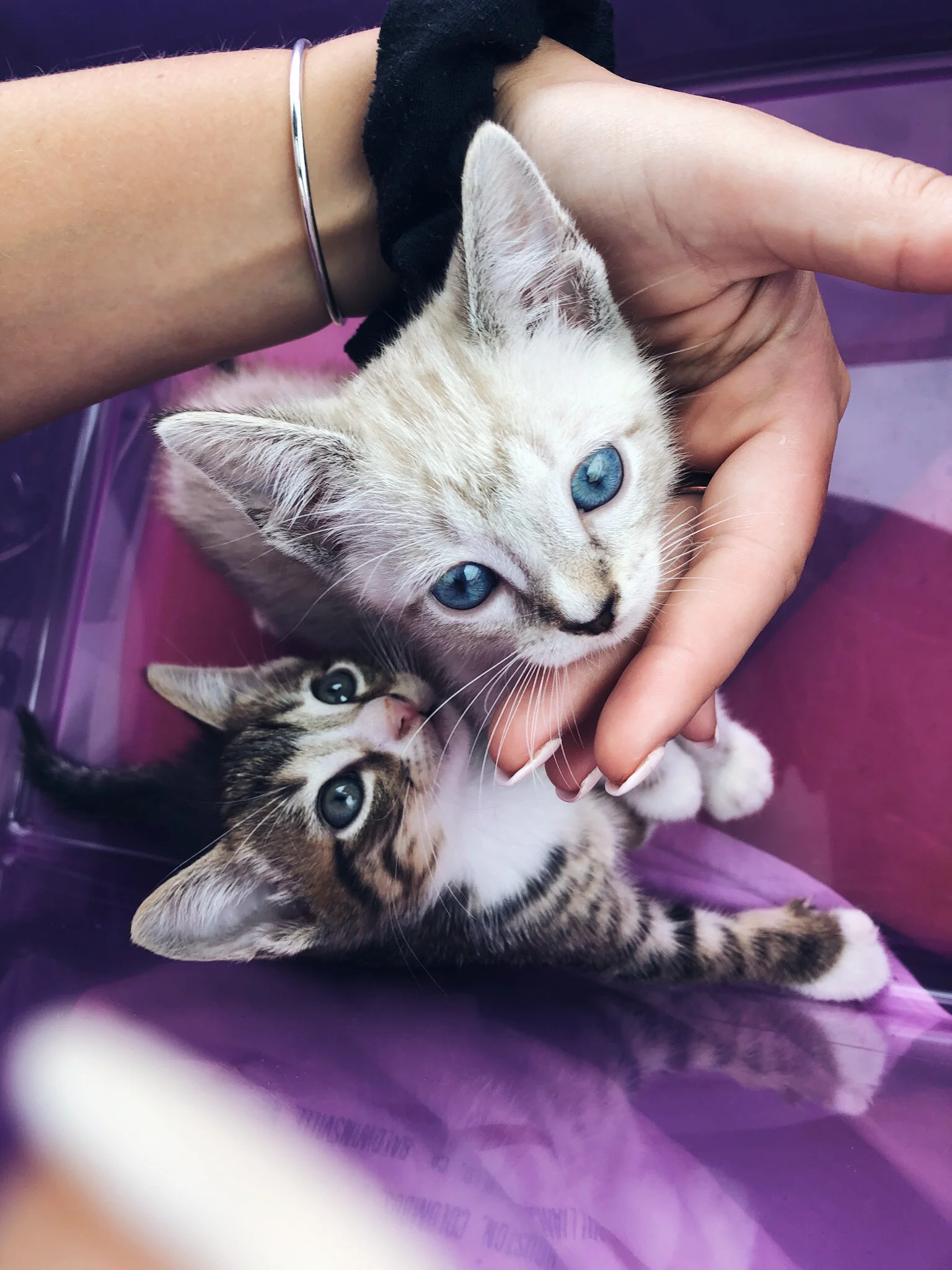 Don’t Walk, RUN to Your Local Animal Shelter 