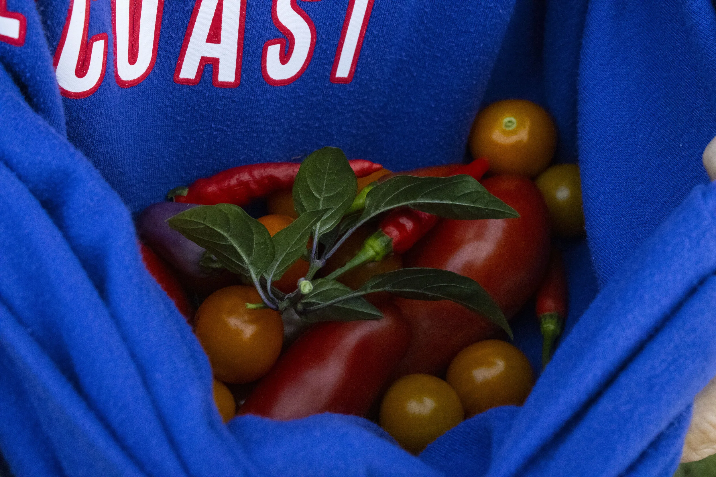 One student’s fruitful harvest carried in a sweater. Photo by Camille Duplechain.