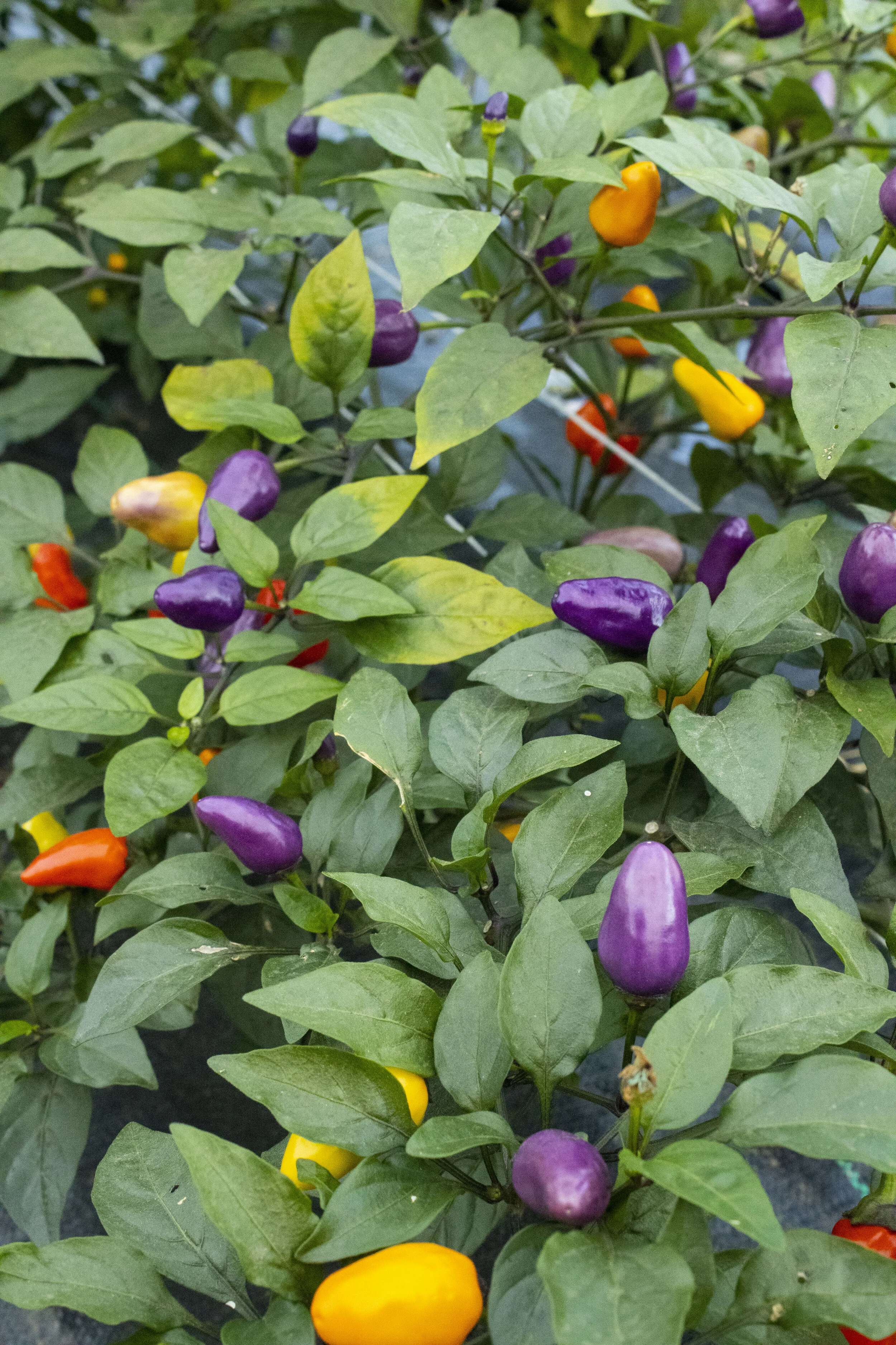 Chinese Five Star peppers bloom, nearly ready for harvest. Photo by Camille Duplechain.