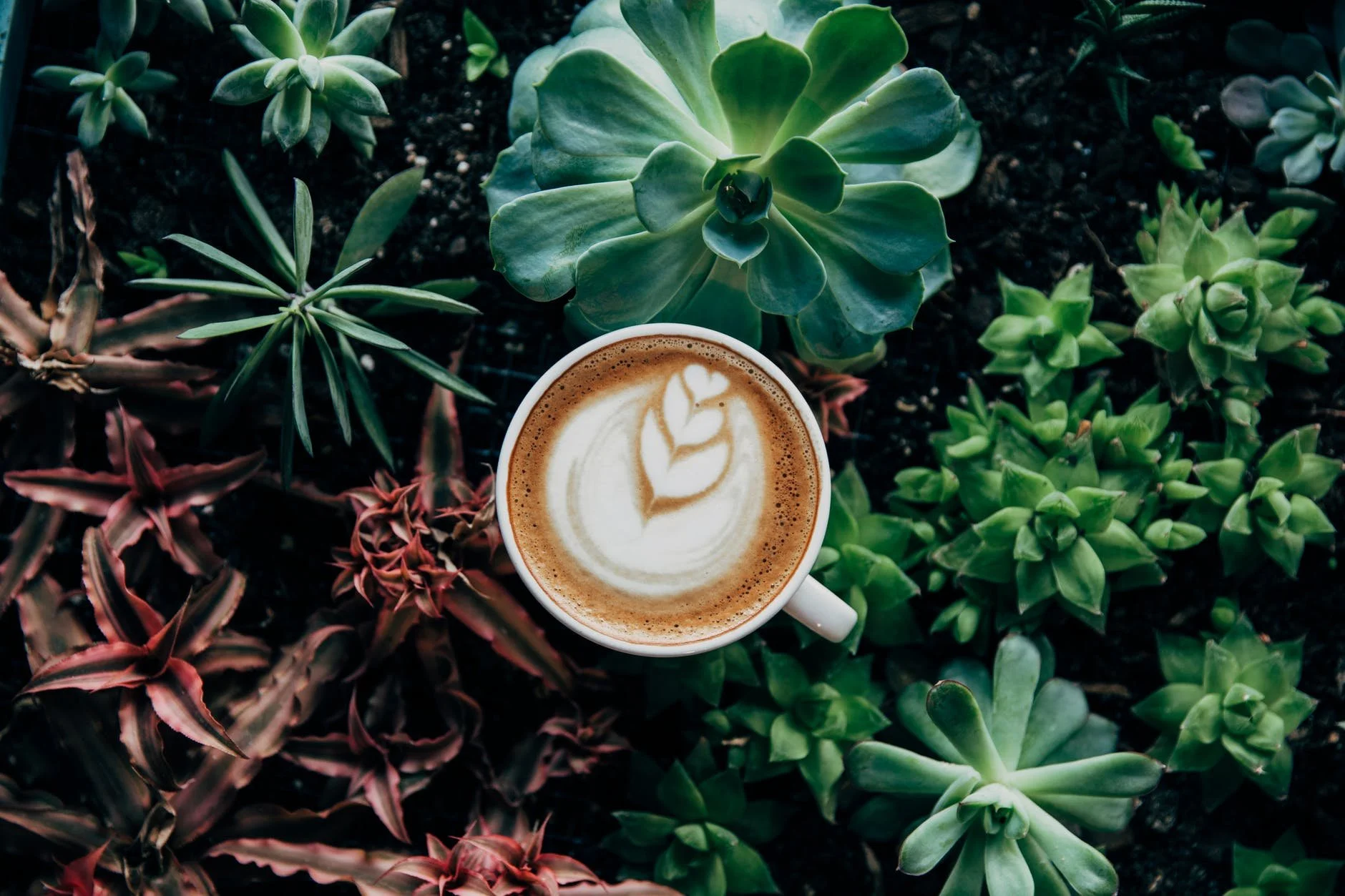 Boost Your Brew