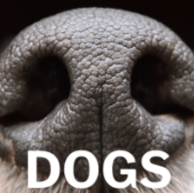 Dr. Dog