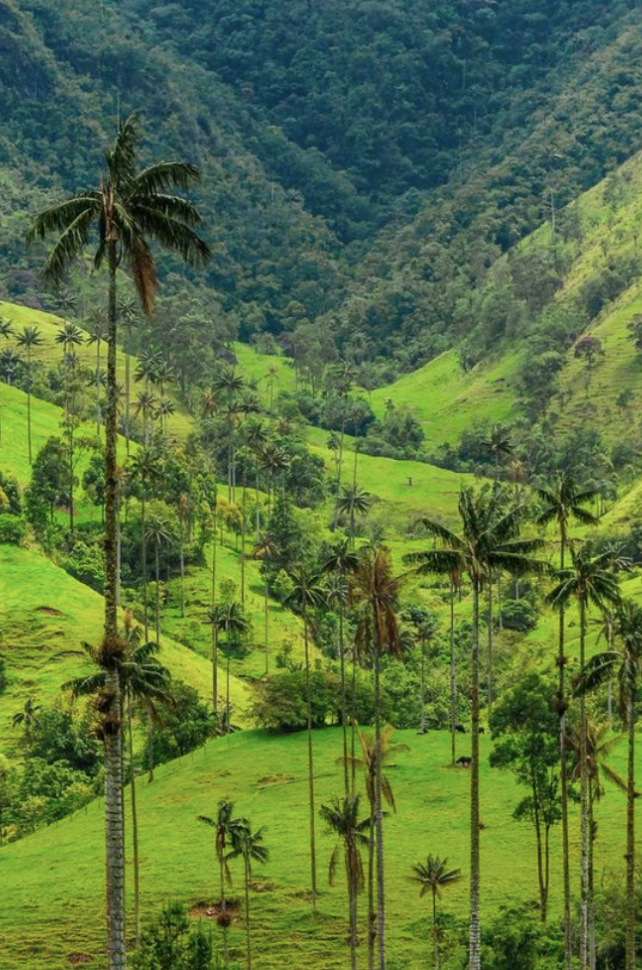 Eat your Way through Latin America: Colombia