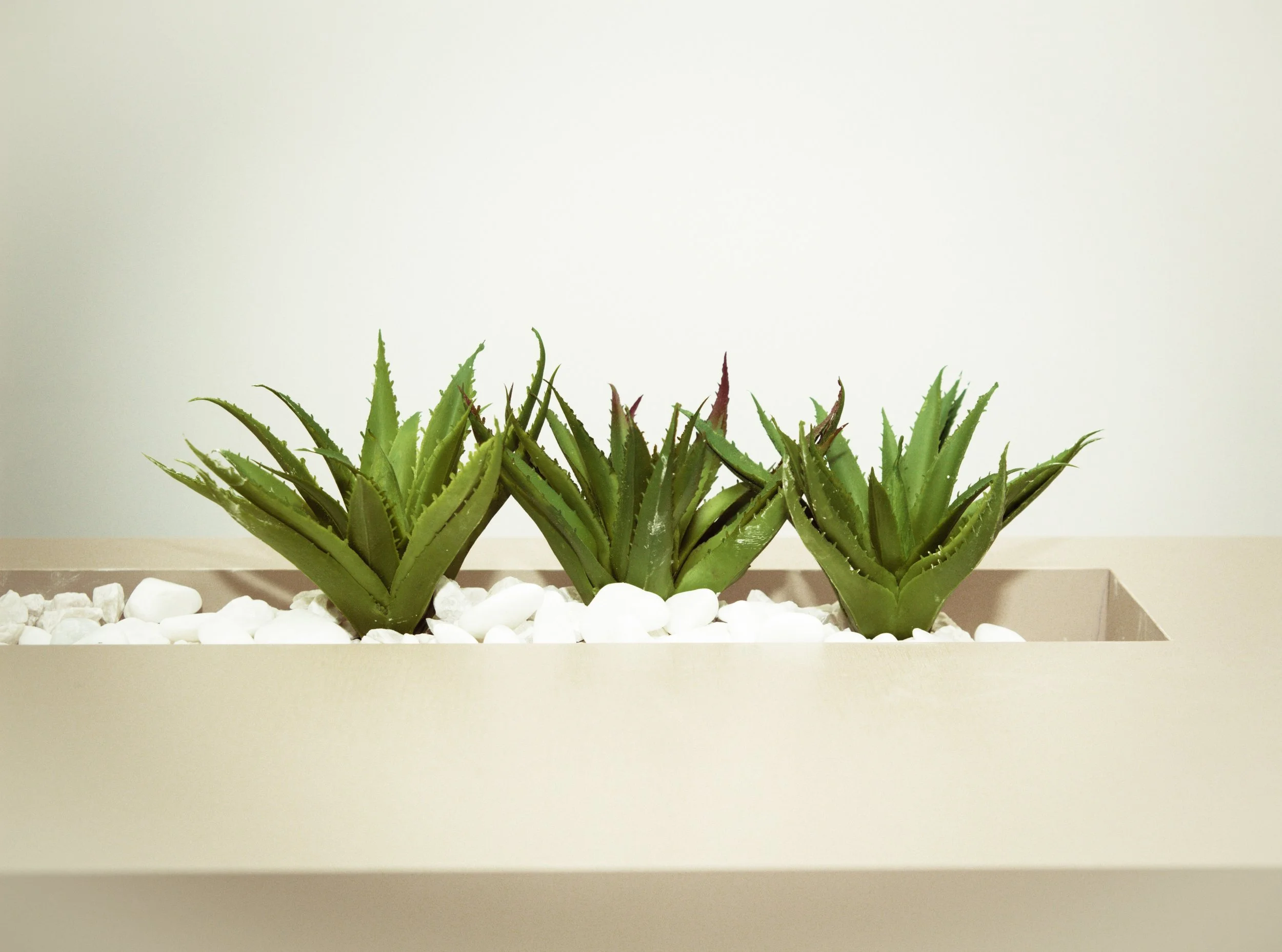 All The Ways to Use Aloe Vera