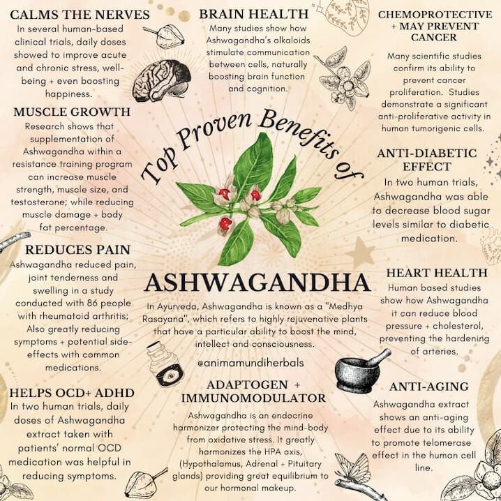Herbal Remedies for Brain Health - Ashwagandha: The adaptogenic herb for brain health