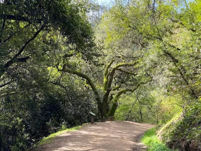 fire trail.jpeg