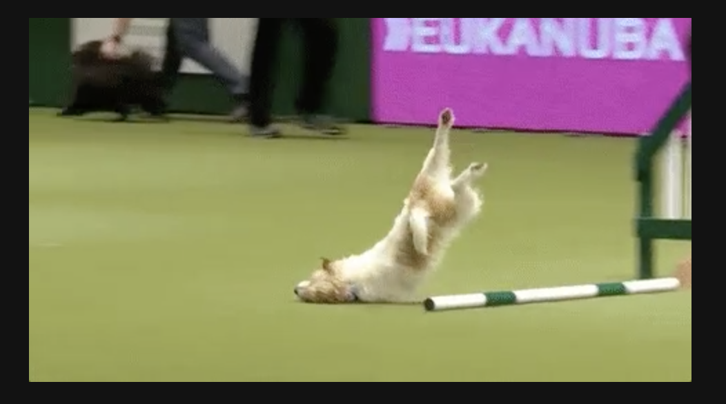 dogfallhurdle.png