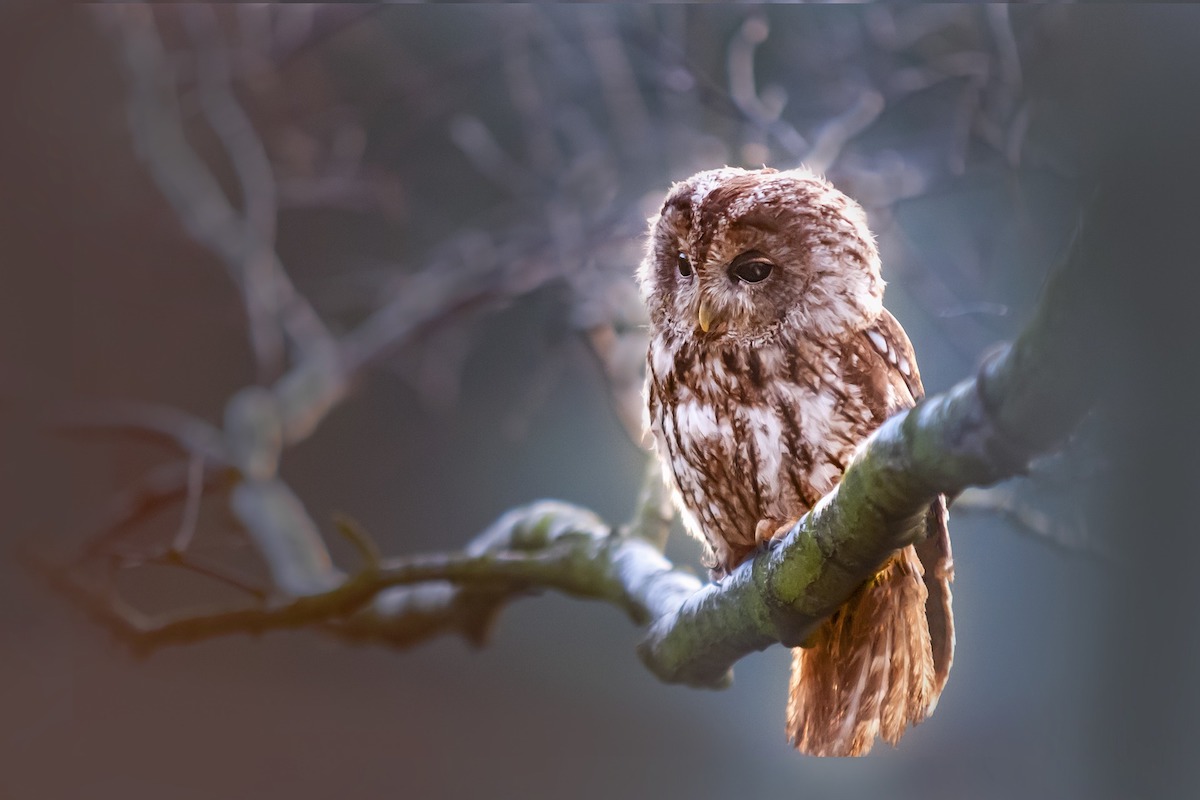owl-small.jpg