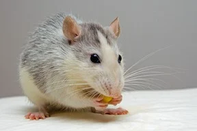 rat-small.jpg